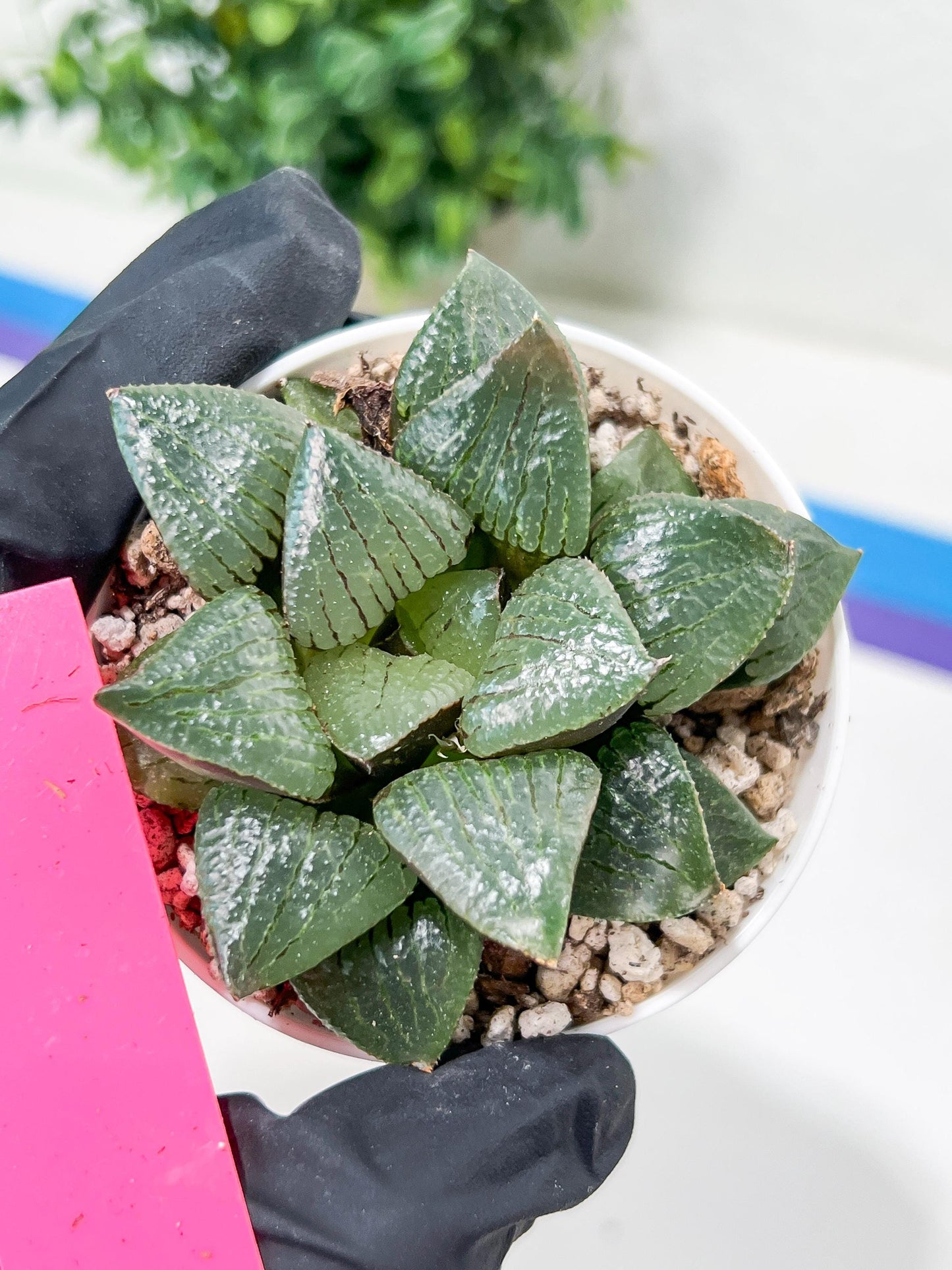 Haworthia Melon Island or Xianggua Dao (H4F) | hard to find in the US