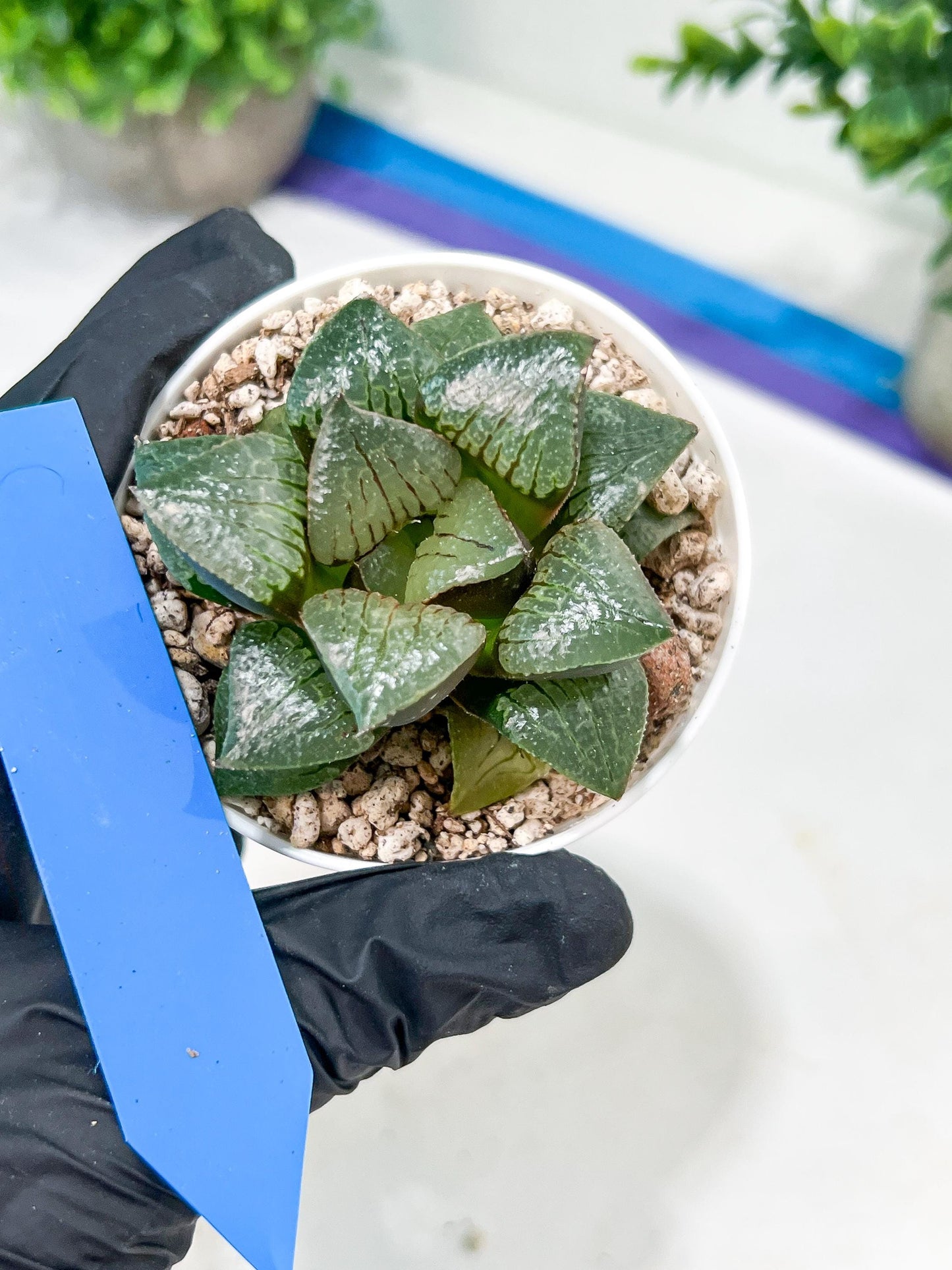 Haworthia Melon Island or Xianggua Dao (H4F) | hard to find in the US