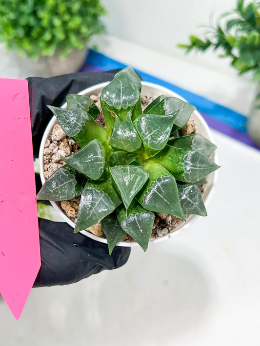 Haworthia Muke (H4G) | Imported Succulent | Hong Kong Rare Species