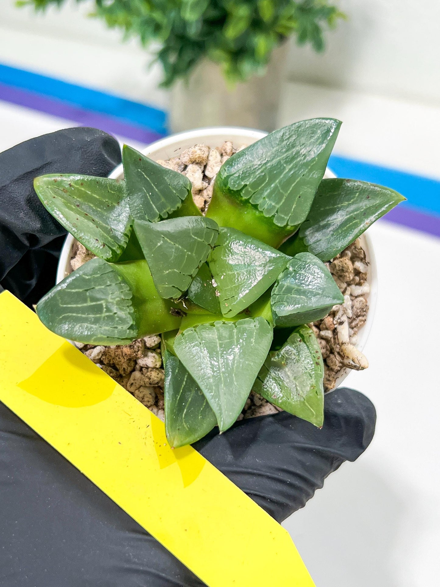 Haworthia Afang Gong (H5A) | Imported Succulent