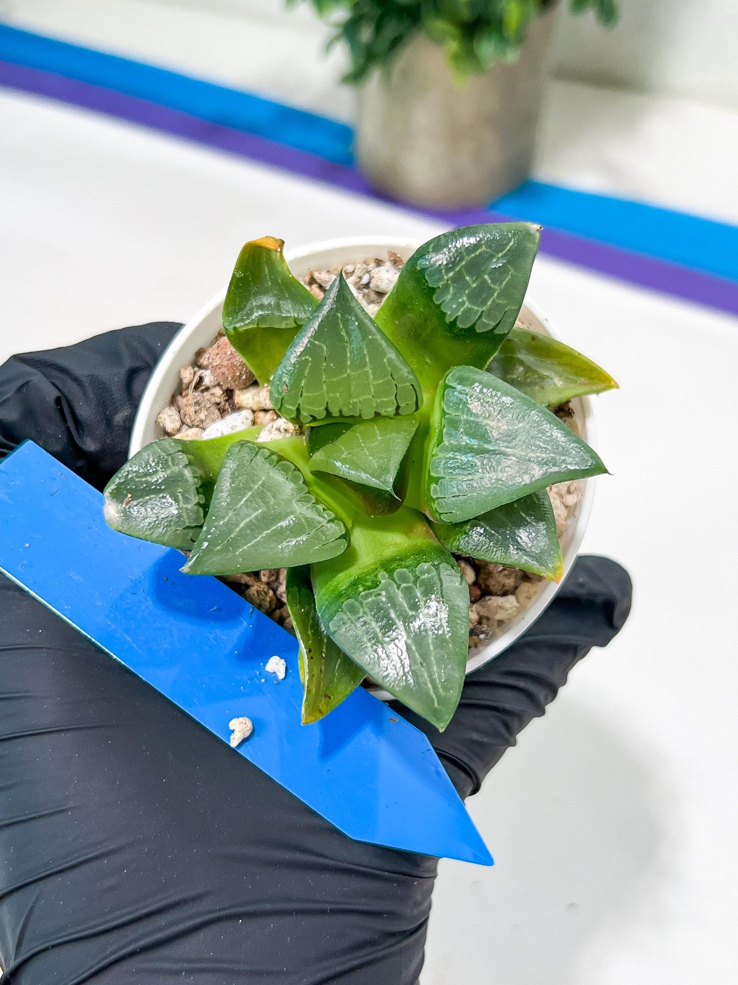 Haworthia Afang Gong (H5A) | Imported Succulent