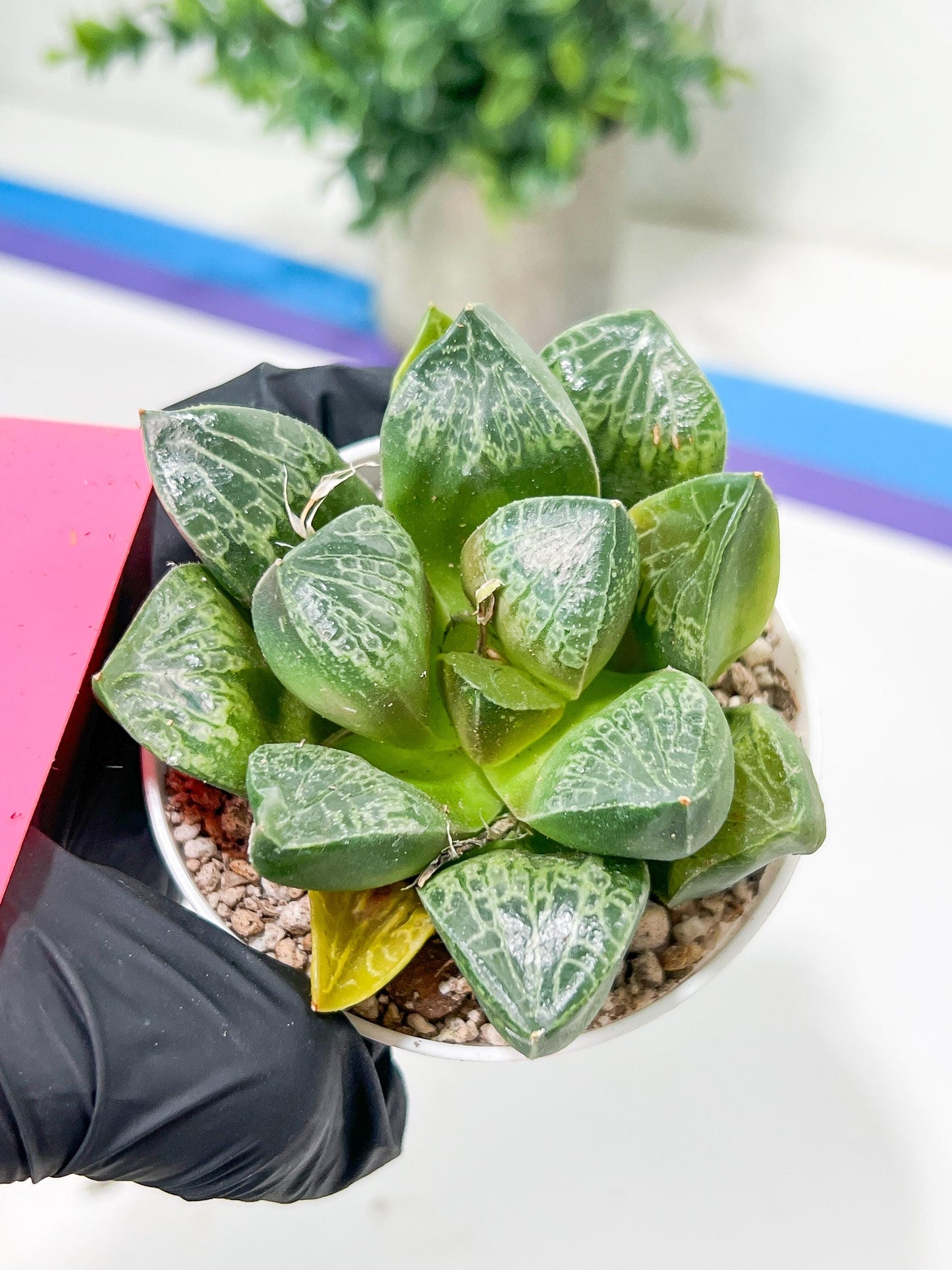 Haworthia Tangcao (H5C) | Imported Succulent