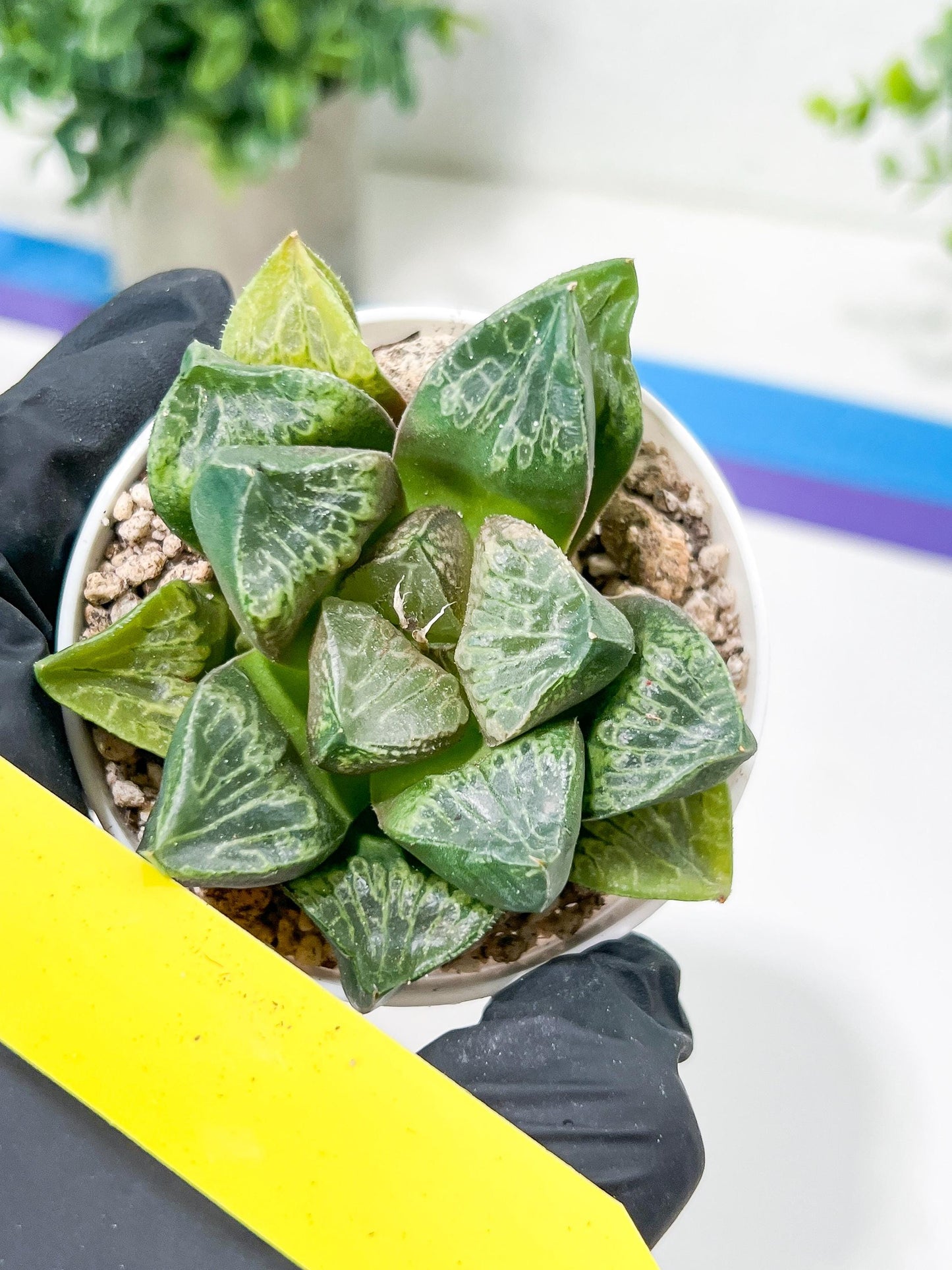 Haworthia Tangcao (H5C) | Imported Succulent