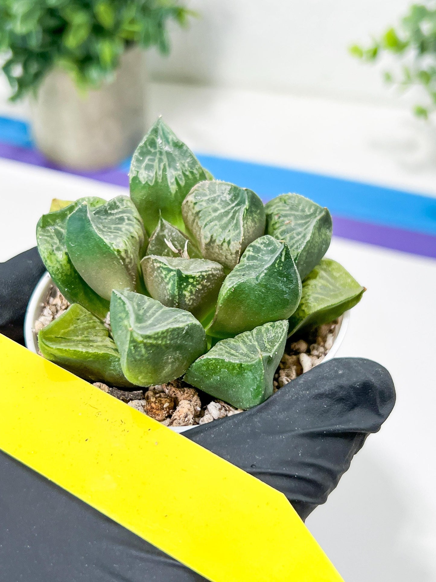 Haworthia Tangcao (H5C) | Imported Succulent