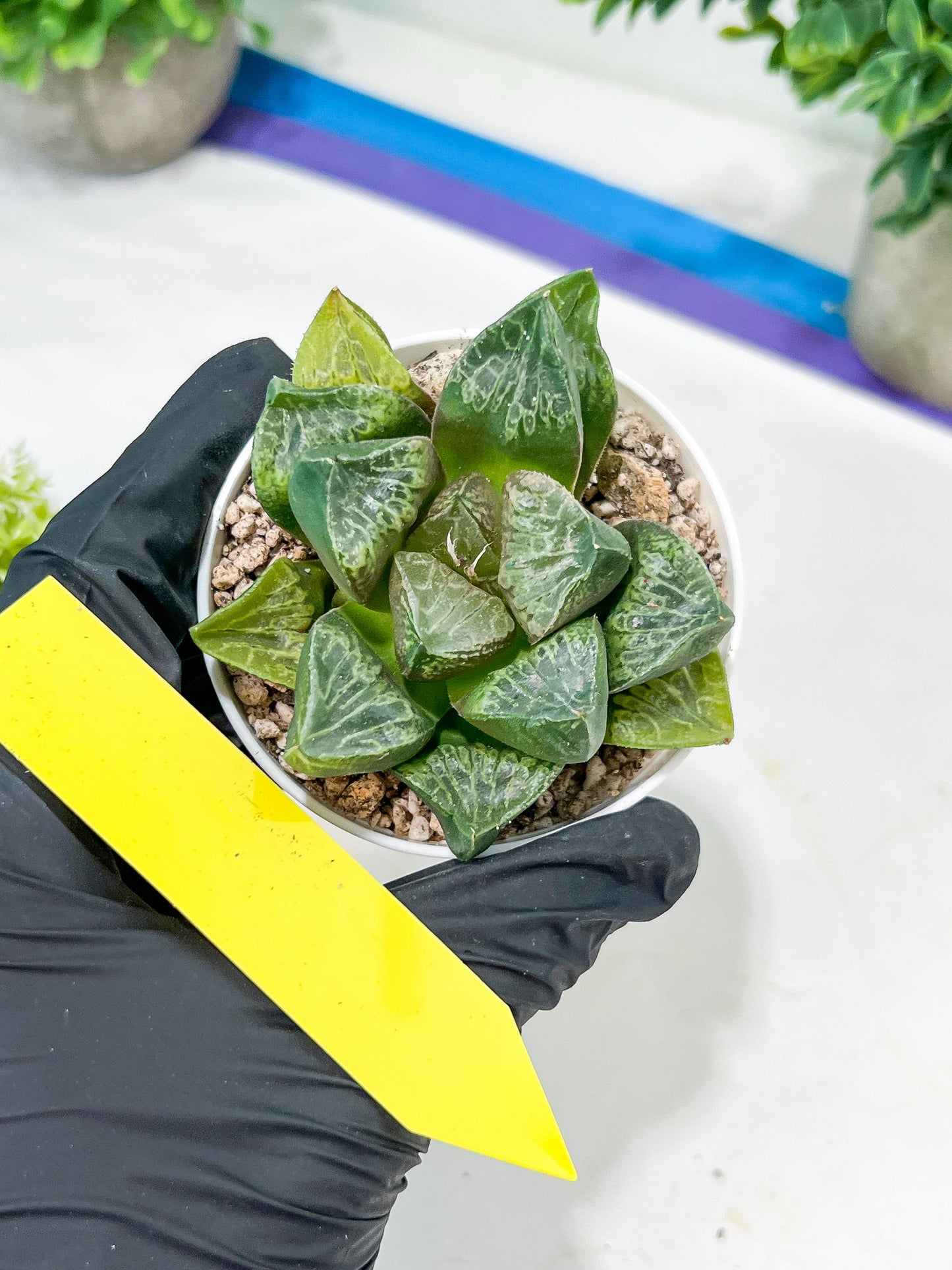 Haworthia Tangcao (H5C) | Imported Succulent