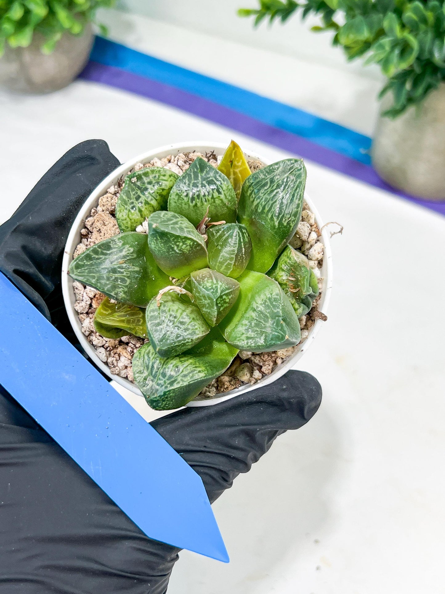 Haworthia Tangcao (H5C) | Imported Succulent