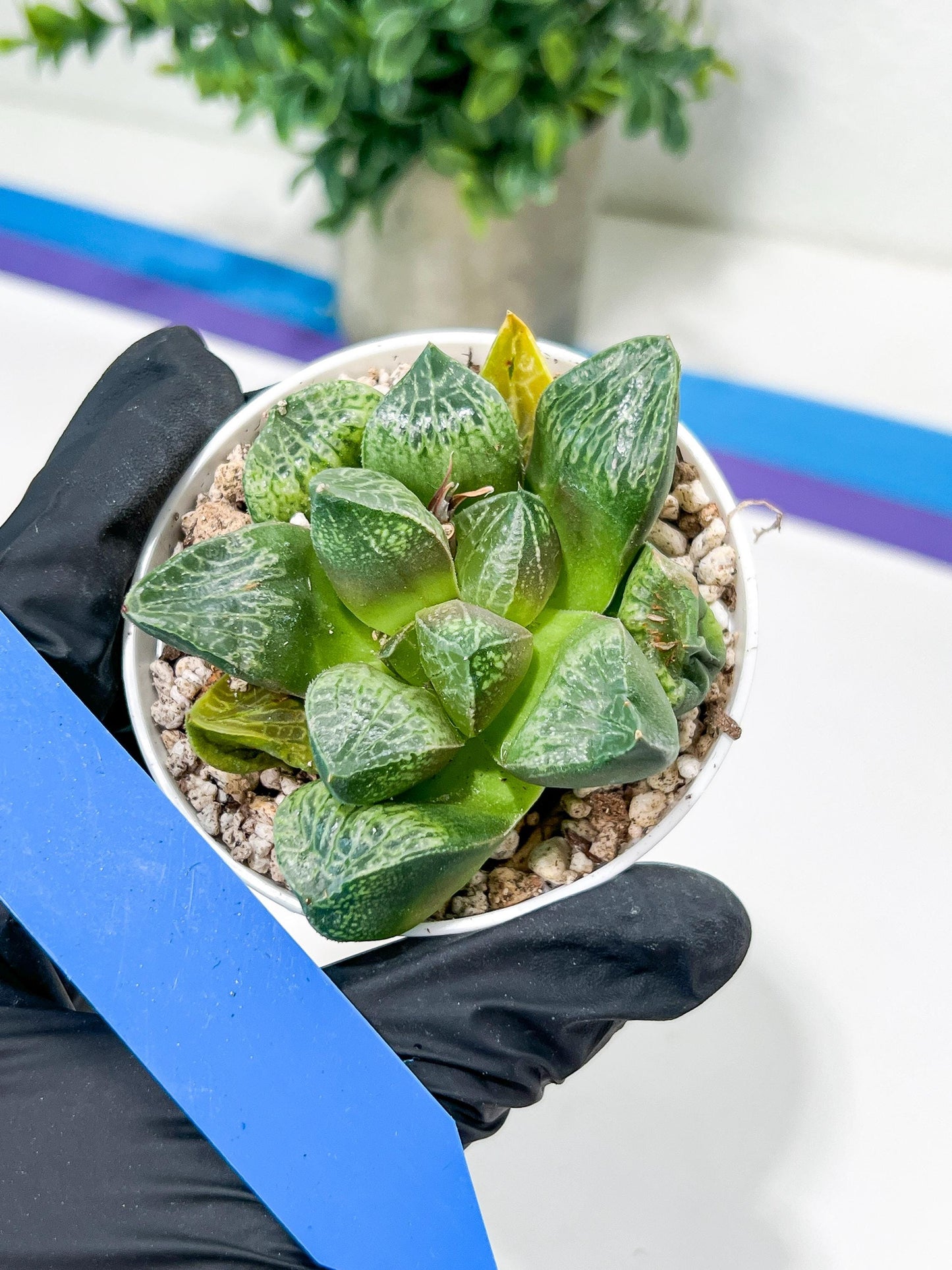 Haworthia Tangcao (H5C) | Imported Succulent