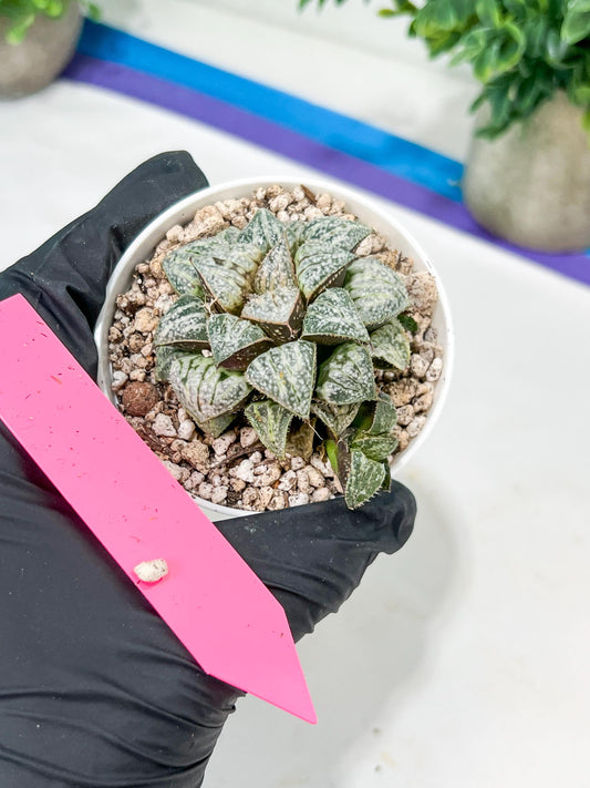 Haworthia Xuejing Se (H5E) | Imported Succulent | Hong Kong Rare Species