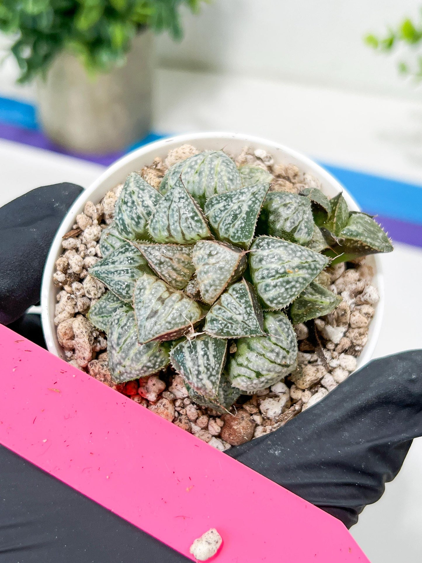 Haworthia Xuejing Se (H5E) | Imported Succulent | Hong Kong Rare Species