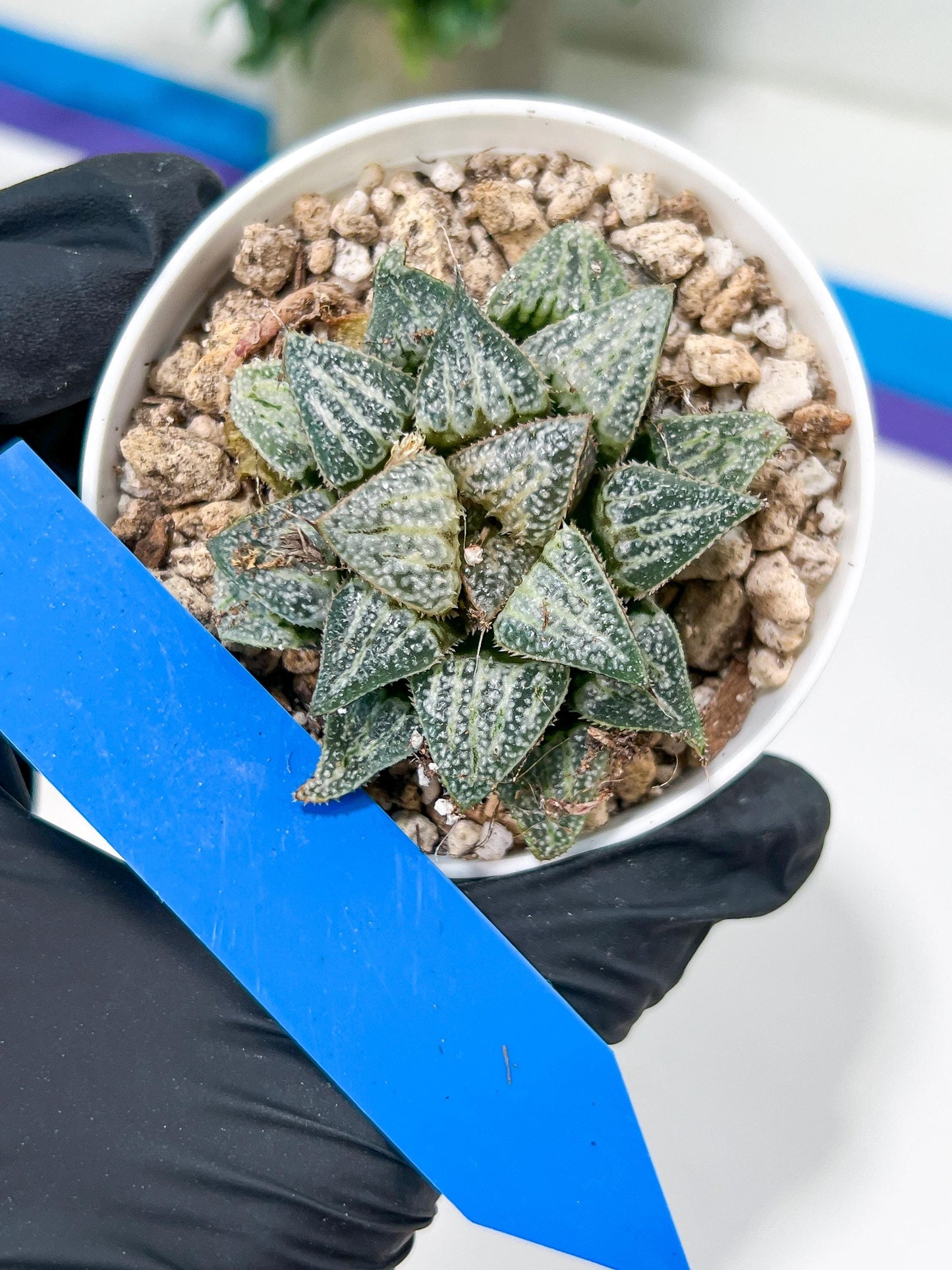 Haworthia Xuejing Se (H5E) | Imported Succulent | Hong Kong Rare Species
