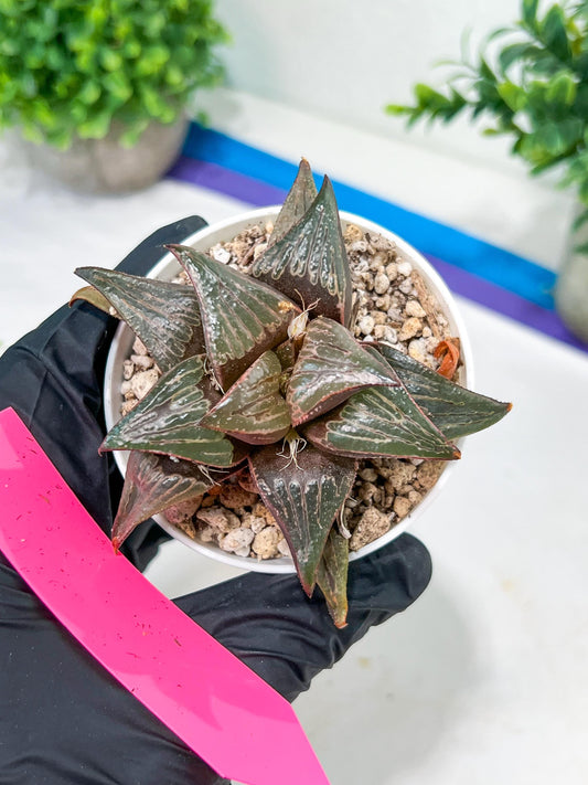 Haworthia Huo Zhi Niao (H5F) | Rare import