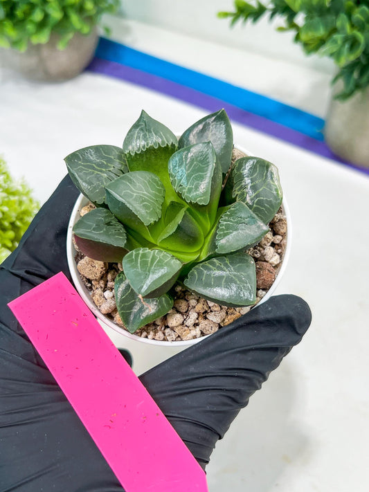 Haworthia Huo Fenghuang (H5B) | Imported Succulent | Hong Kong Rare Species