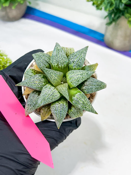 Haworthia Silver or Baiyin (H6A) | Imported Succulent