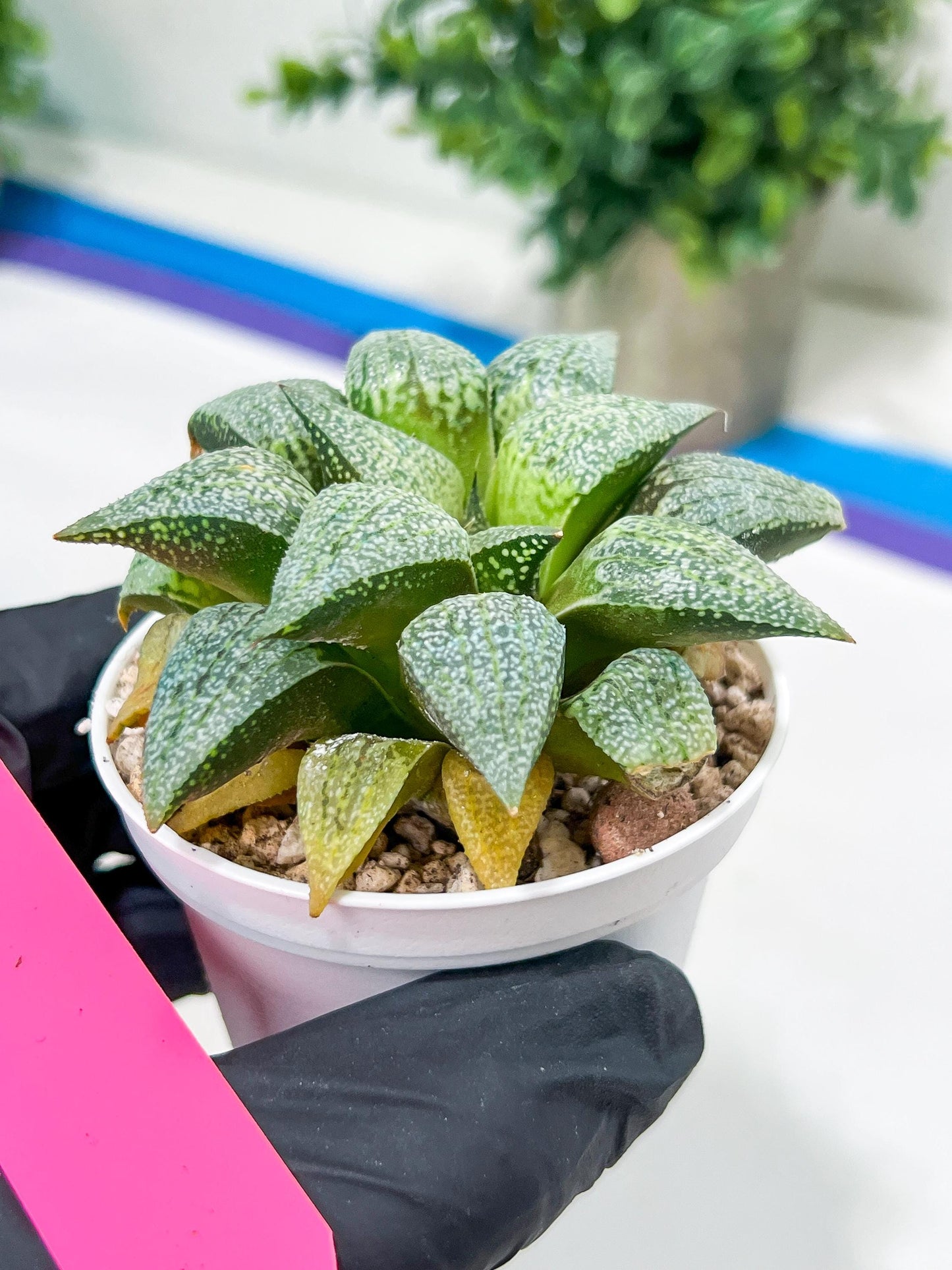 Haworthia Silver or Baiyin (H6A) | Imported Succulent