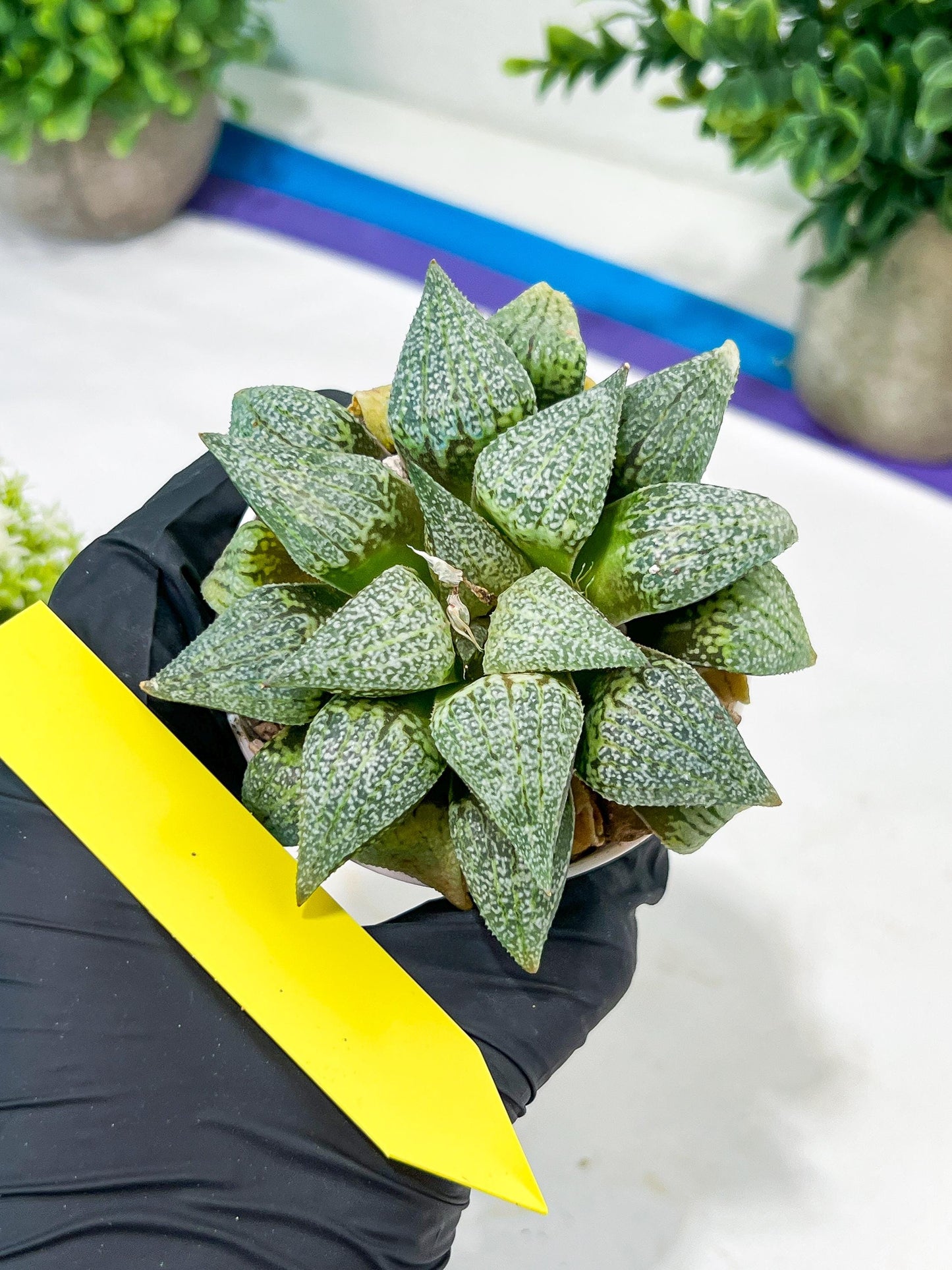 Haworthia Silver or Baiyin (H6A) | Imported Succulent