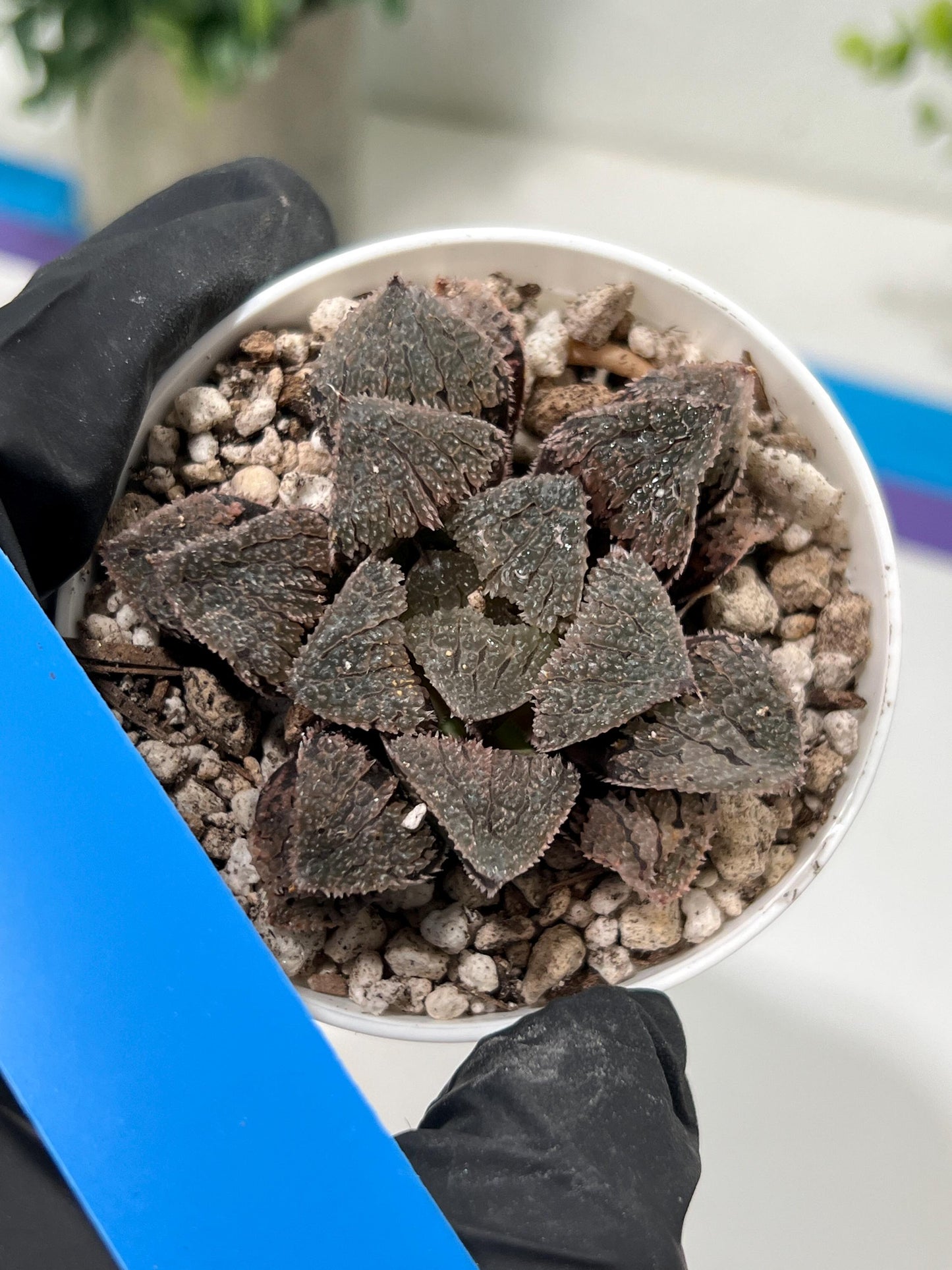 Haworthia Juweicheng (H6C) | Imported Succulent