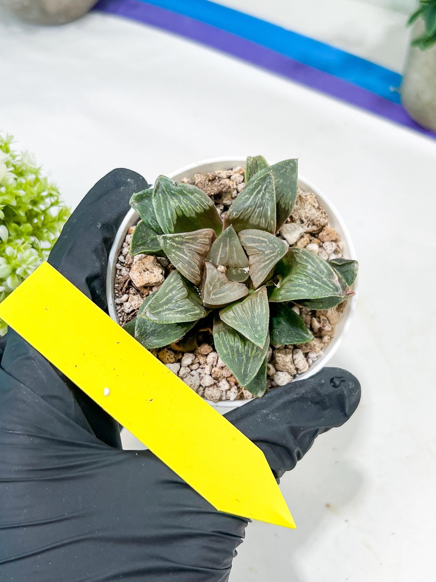 Haworthia White Widow or Bai Guafu (H6G) | Imported Succulent