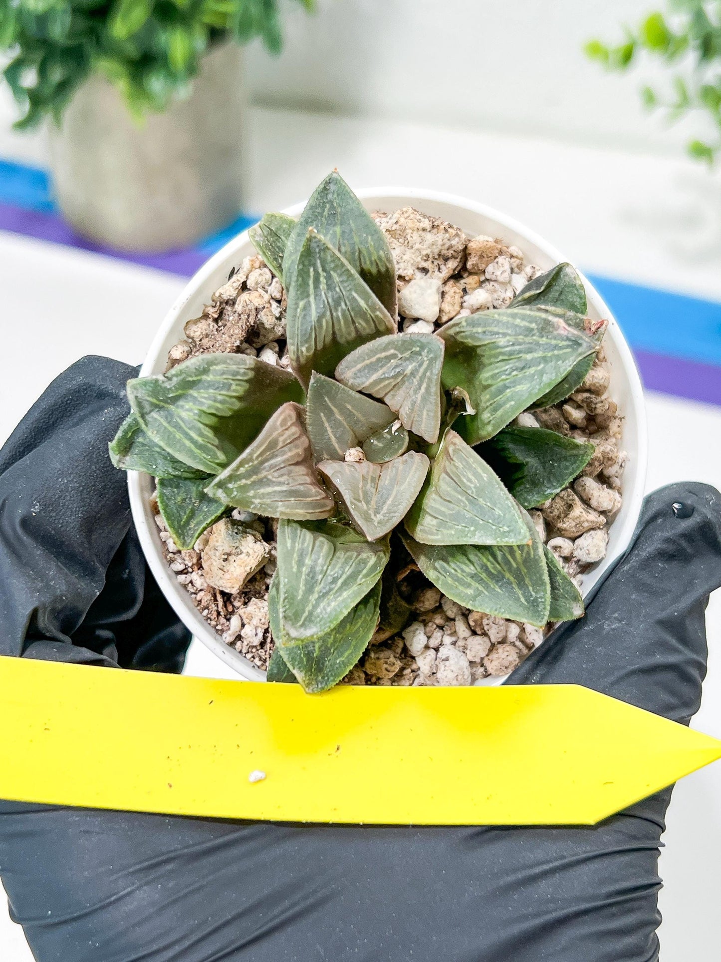 Haworthia White Widow or Bai Guafu (H6G) | Imported Succulent