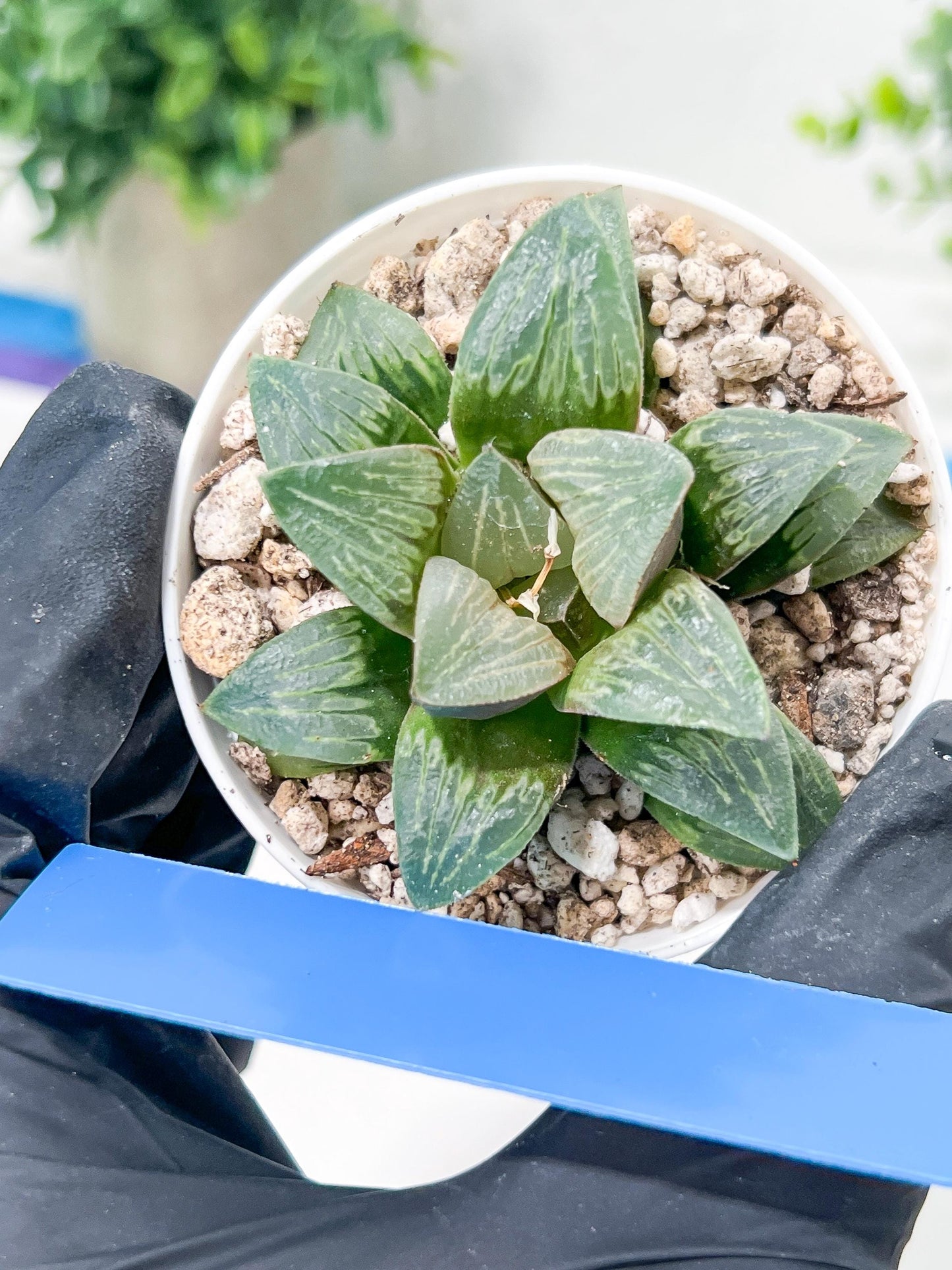 Haworthia White Widow or Bai Guafu (H6G) | Imported Succulent