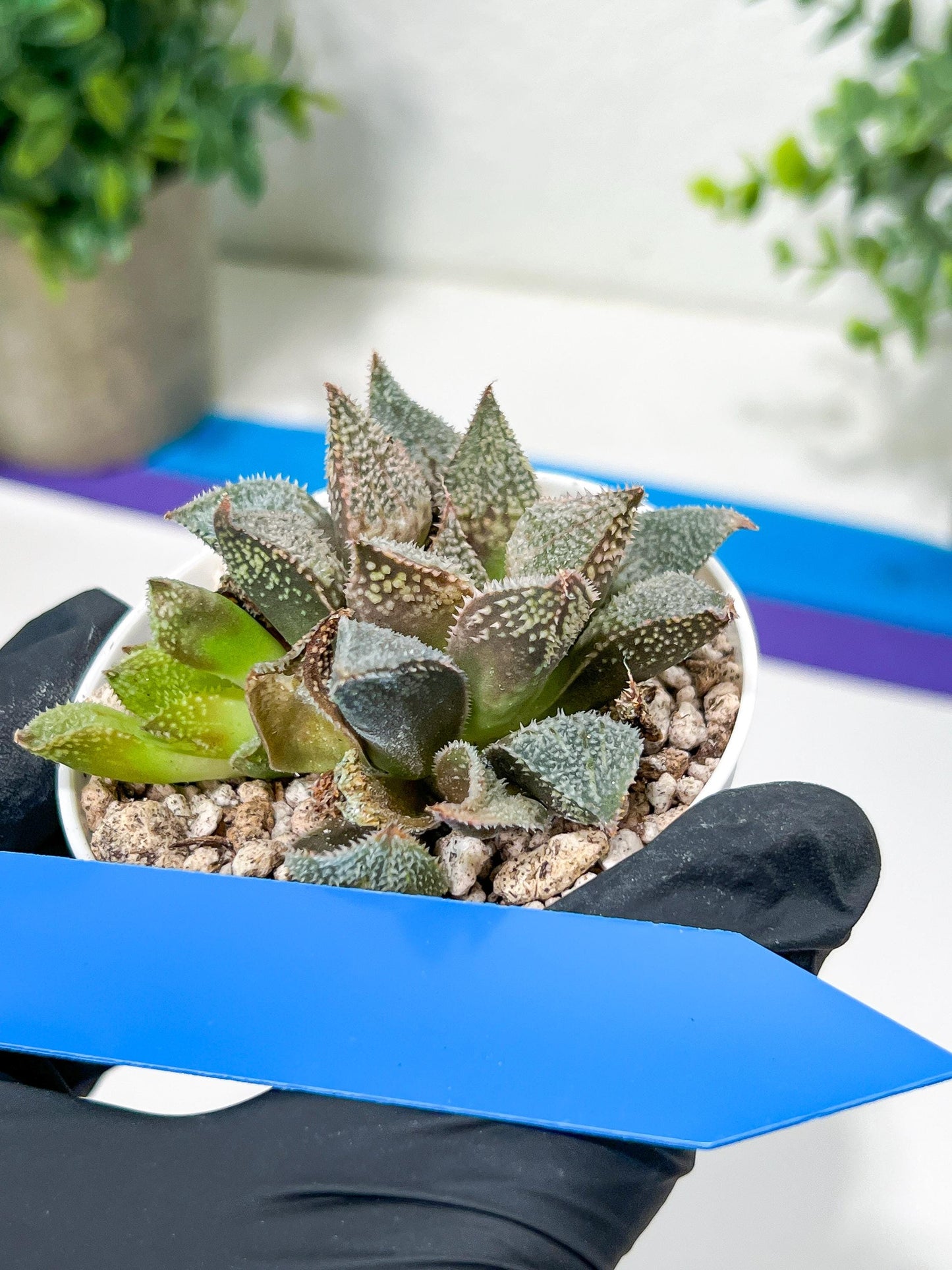 Haworthia Rainbow Floer Crab or Caihong Hua Xie (H6B) | Imported Succulent