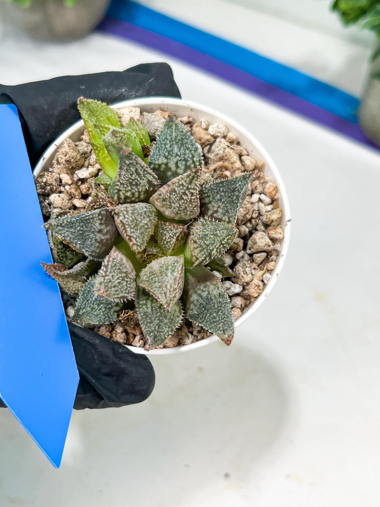 Haworthia Rainbow Floer Crab or Caihong Hua Xie (H6B) | Imported Succulent