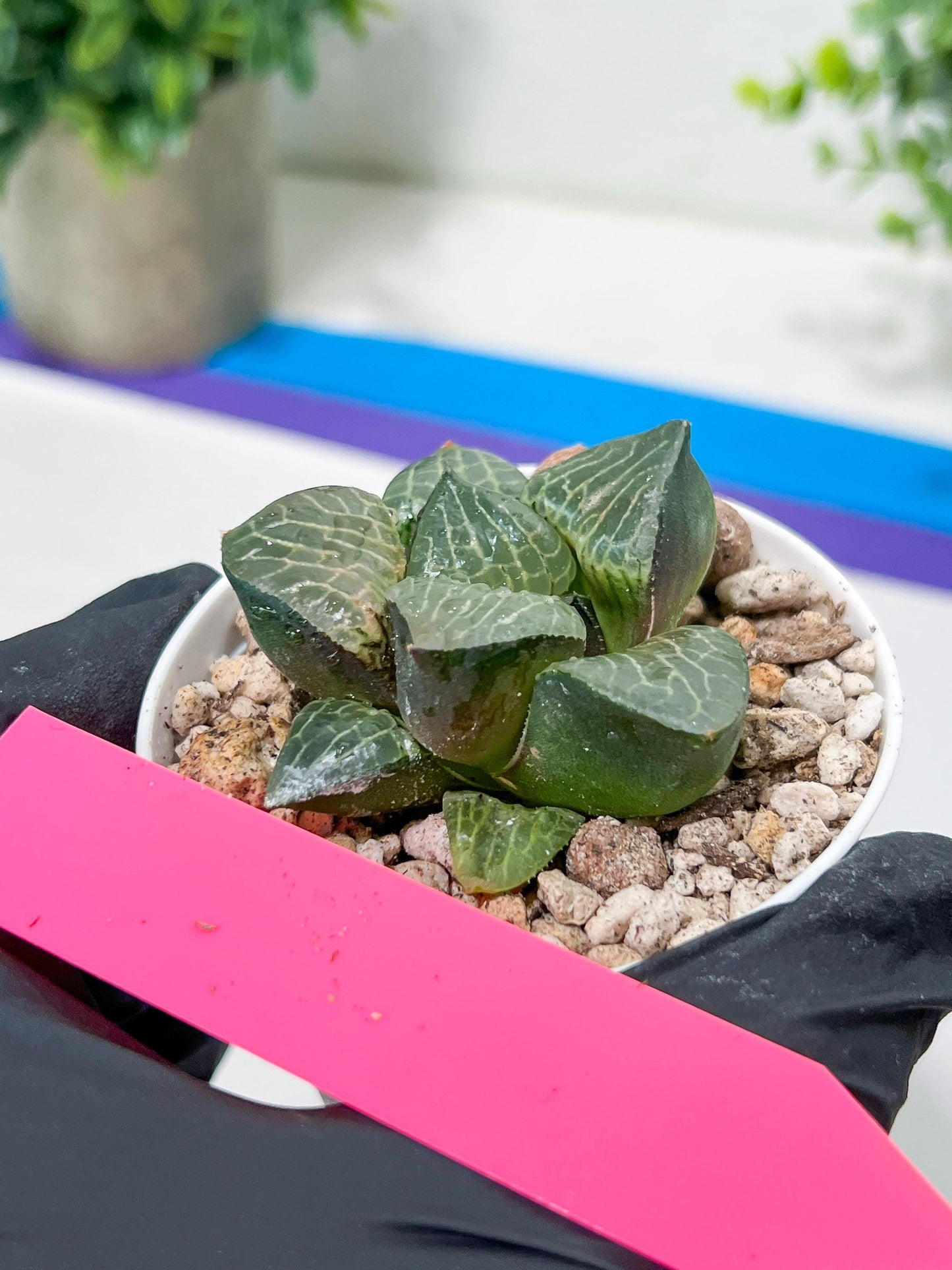 Haworthia Boli Kang (H6D) | Imported Succulent | Hong Kong Rare Species