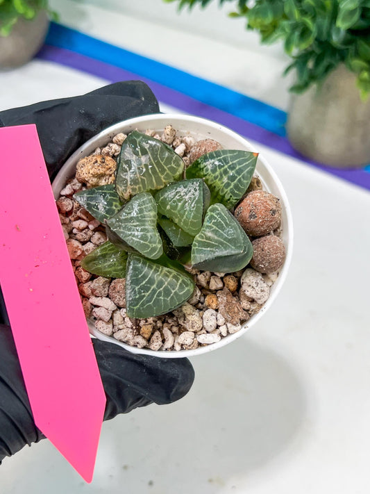 Haworthia Boli Kang (H6D) | Imported Succulent | Hong Kong Rare Species
