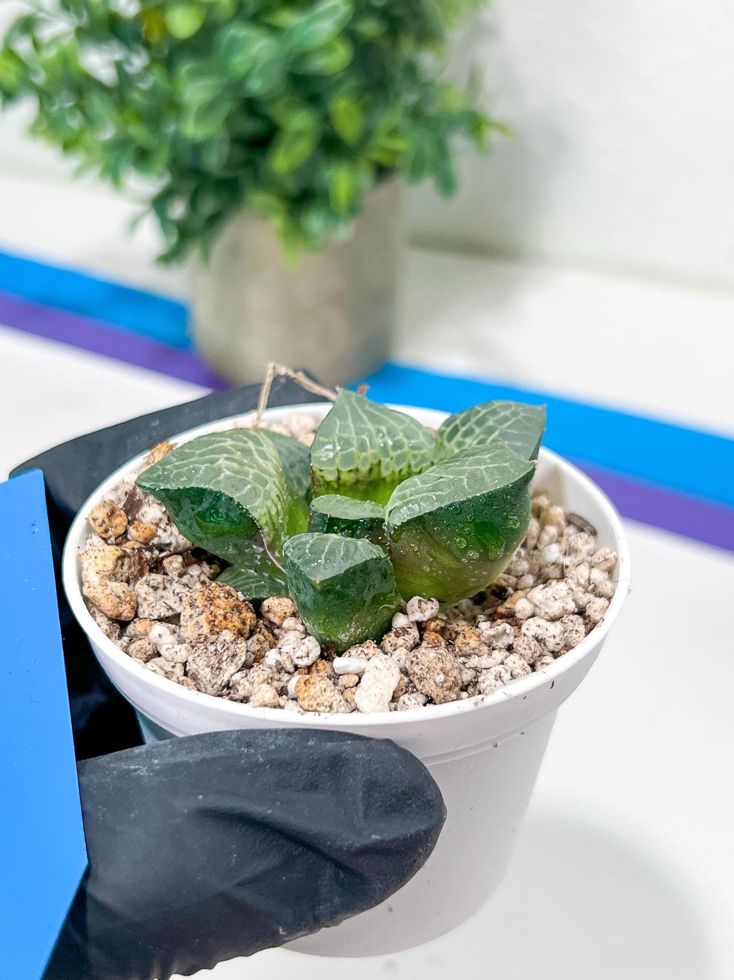 Haworthia Boli Kang (H6D) | Rare import