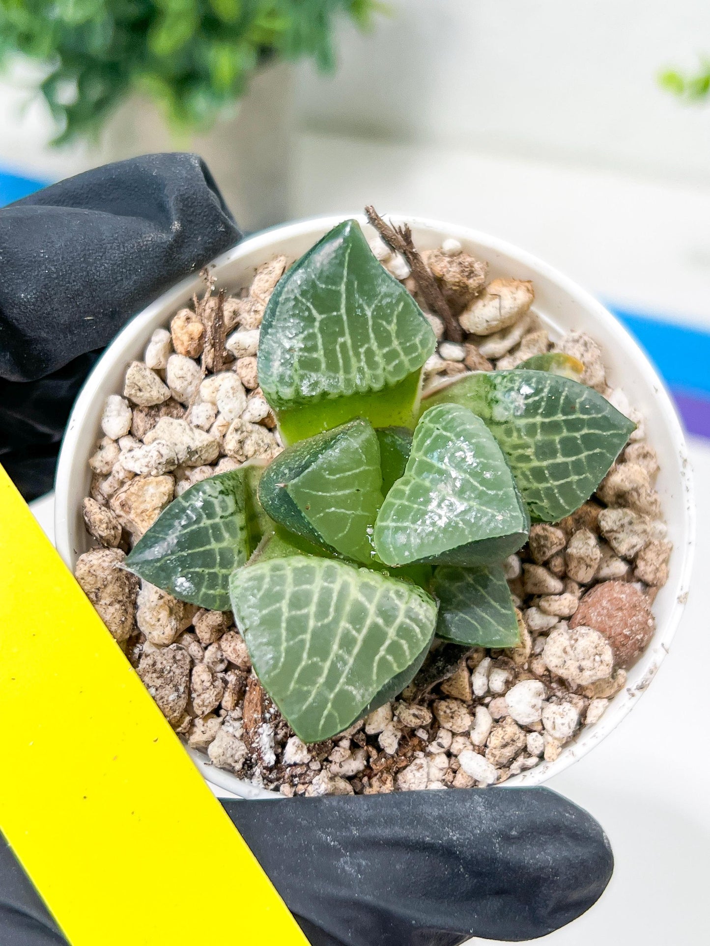 Haworthia Boli Kang (H6D) | Imported Succulent | Hong Kong Rare Species