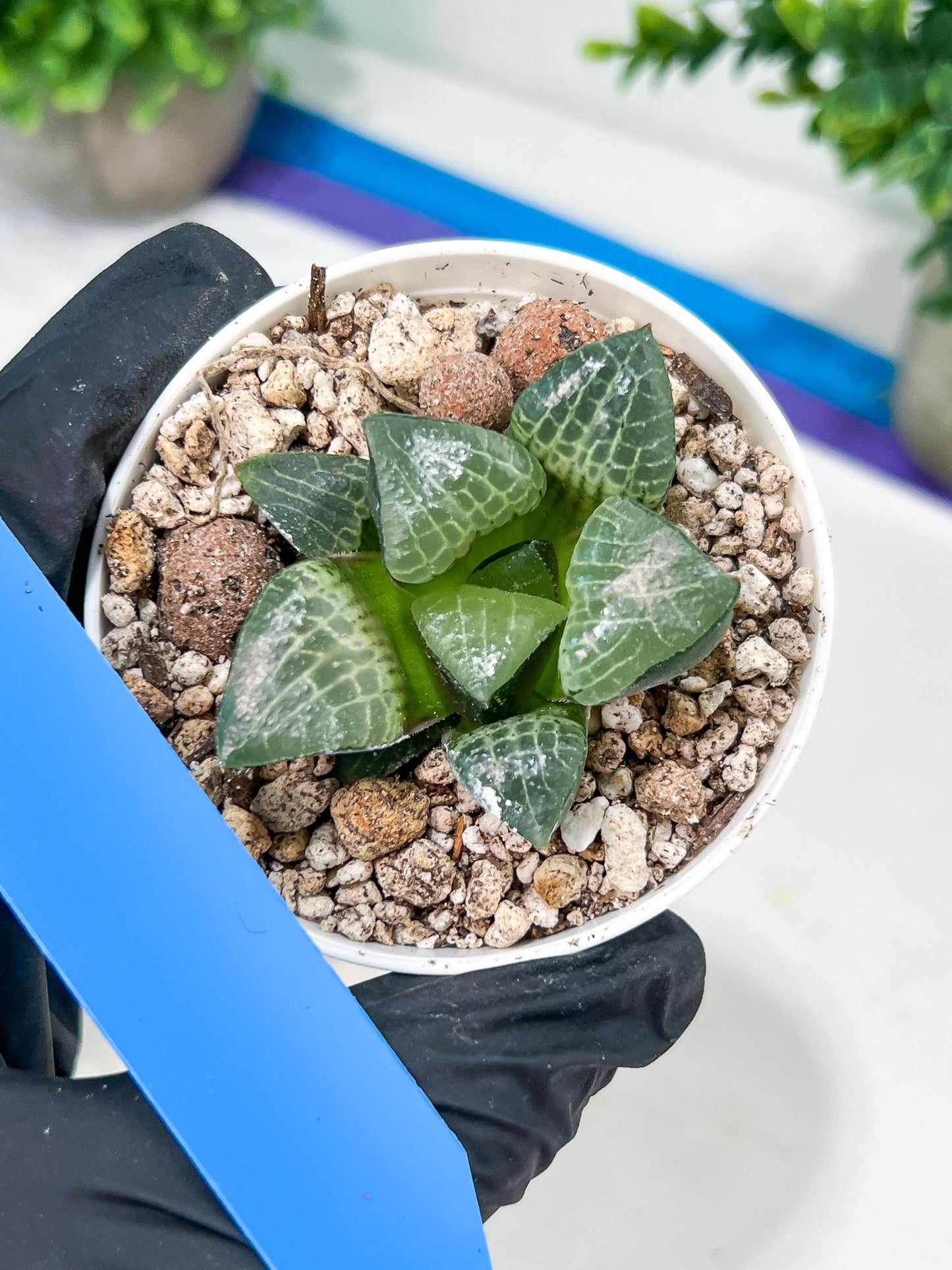Haworthia Boli Kang (H6D) | Imported Succulent | Hong Kong Rare Species