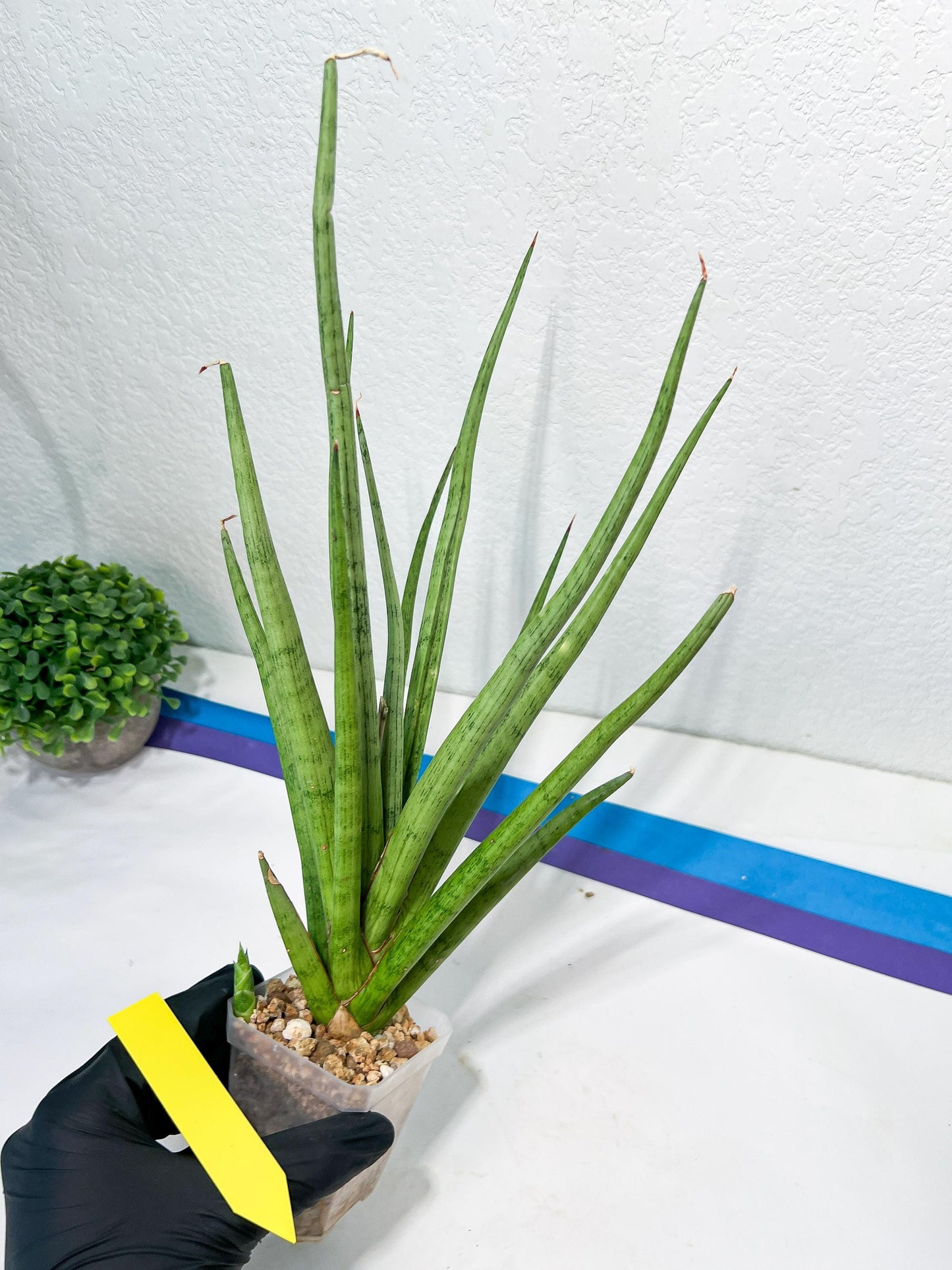 Sansevieria Lady Charm | Imported Plants | Rare Hybrid Species