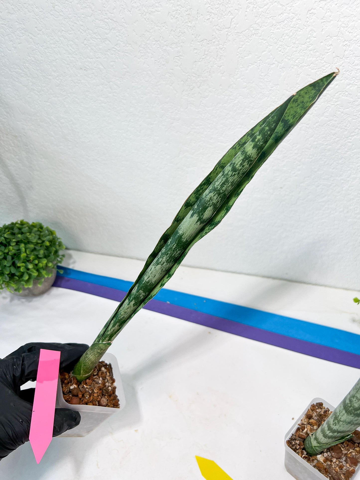 Sansevieria Parva Stick | Imported Plants | Rare Hybrid Species