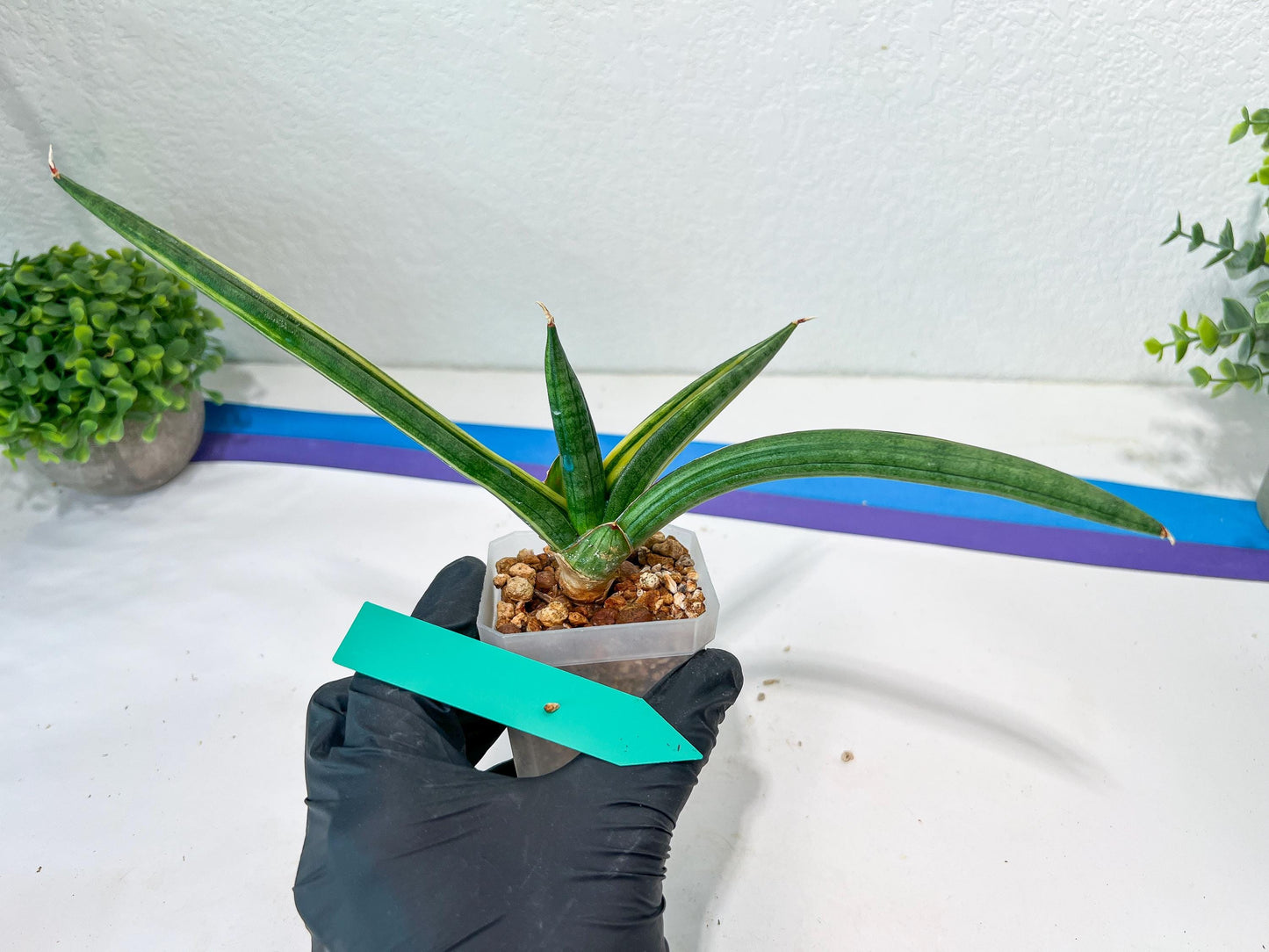 Sansevieria Patens Var XL (#A4) | Imported Plants