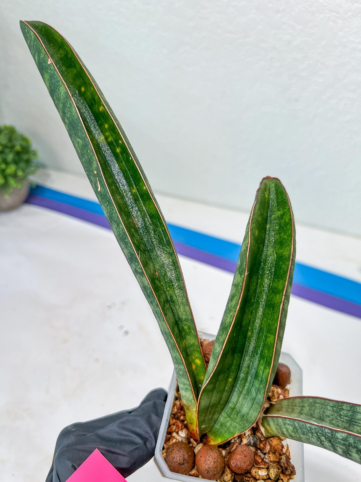Sansevieria Baseball Bat (#E3) | CImported Plants | Rare Hybrid Species