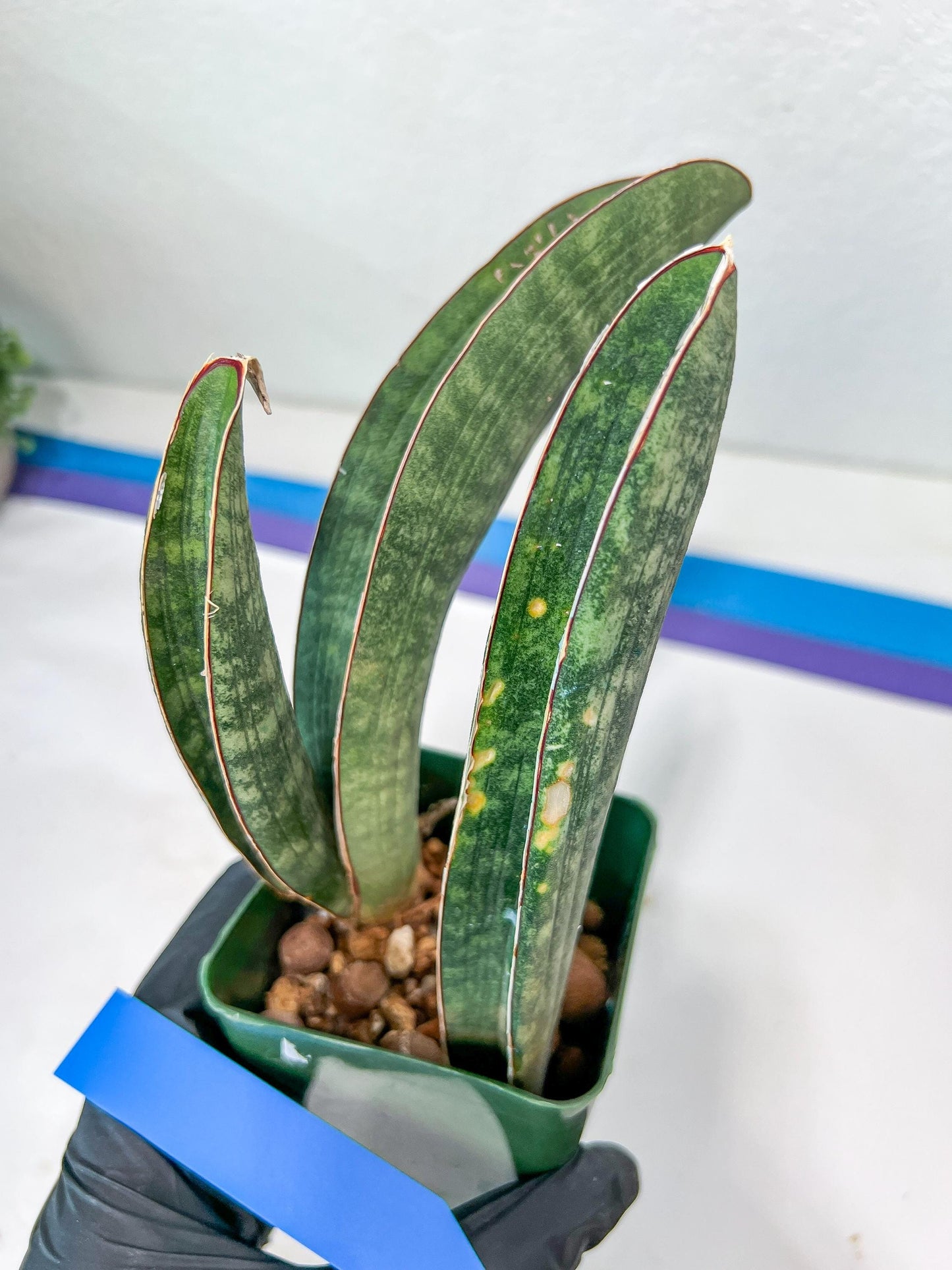 Sansevieria Baseball Bat (#E3) | CImported Plants | Rare Hybrid Species