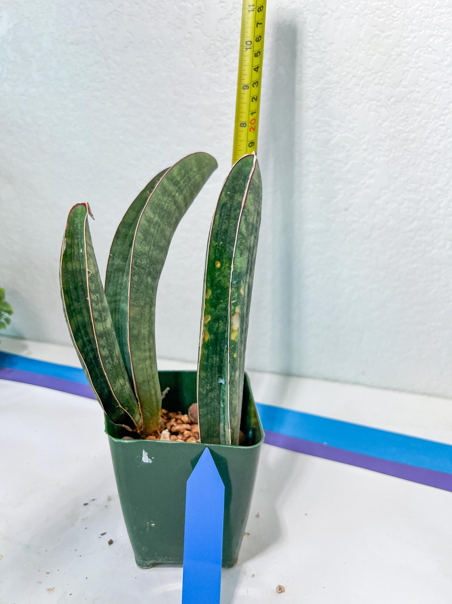 Sansevieria Baseball Bat (#E3) | CImported Plants | Rare Hybrid Species