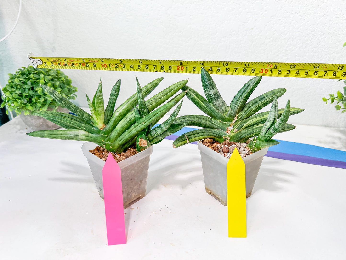 sansevieria boncel variegated (#A6) | Boncel Var