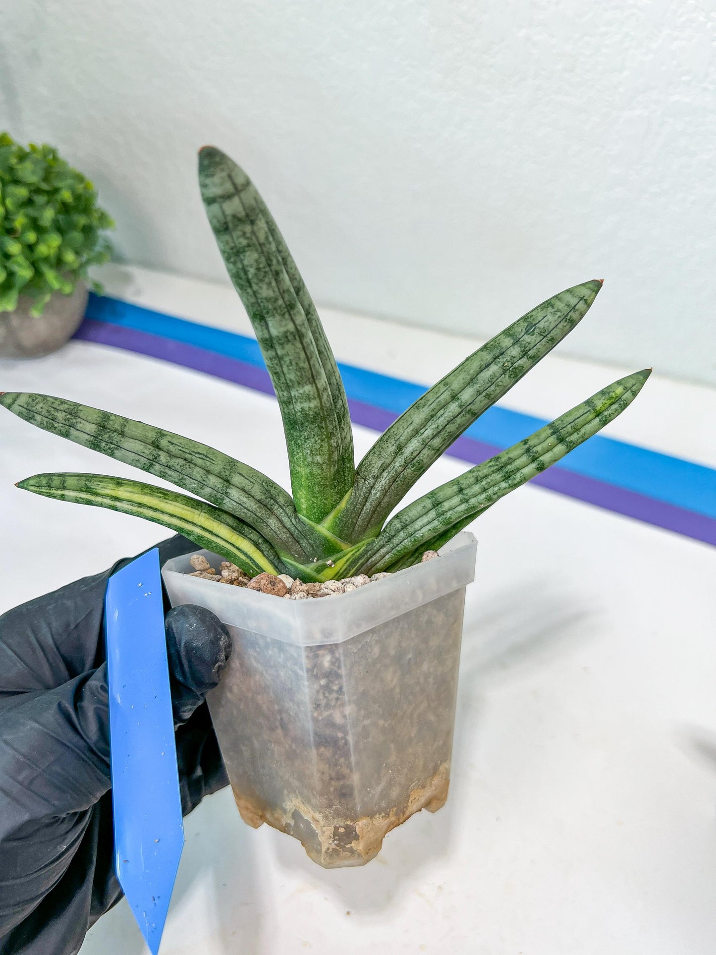 sansevieria boncel variegated (#A6) | Boncel Var