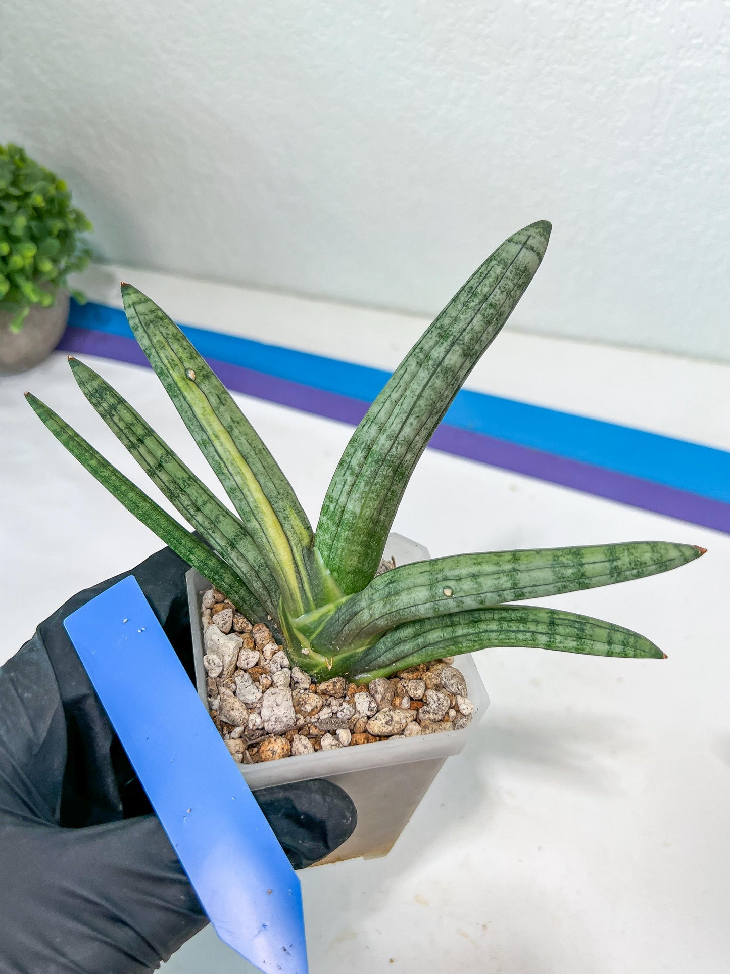 sansevieria boncel variegated (#A6) | Boncel Var