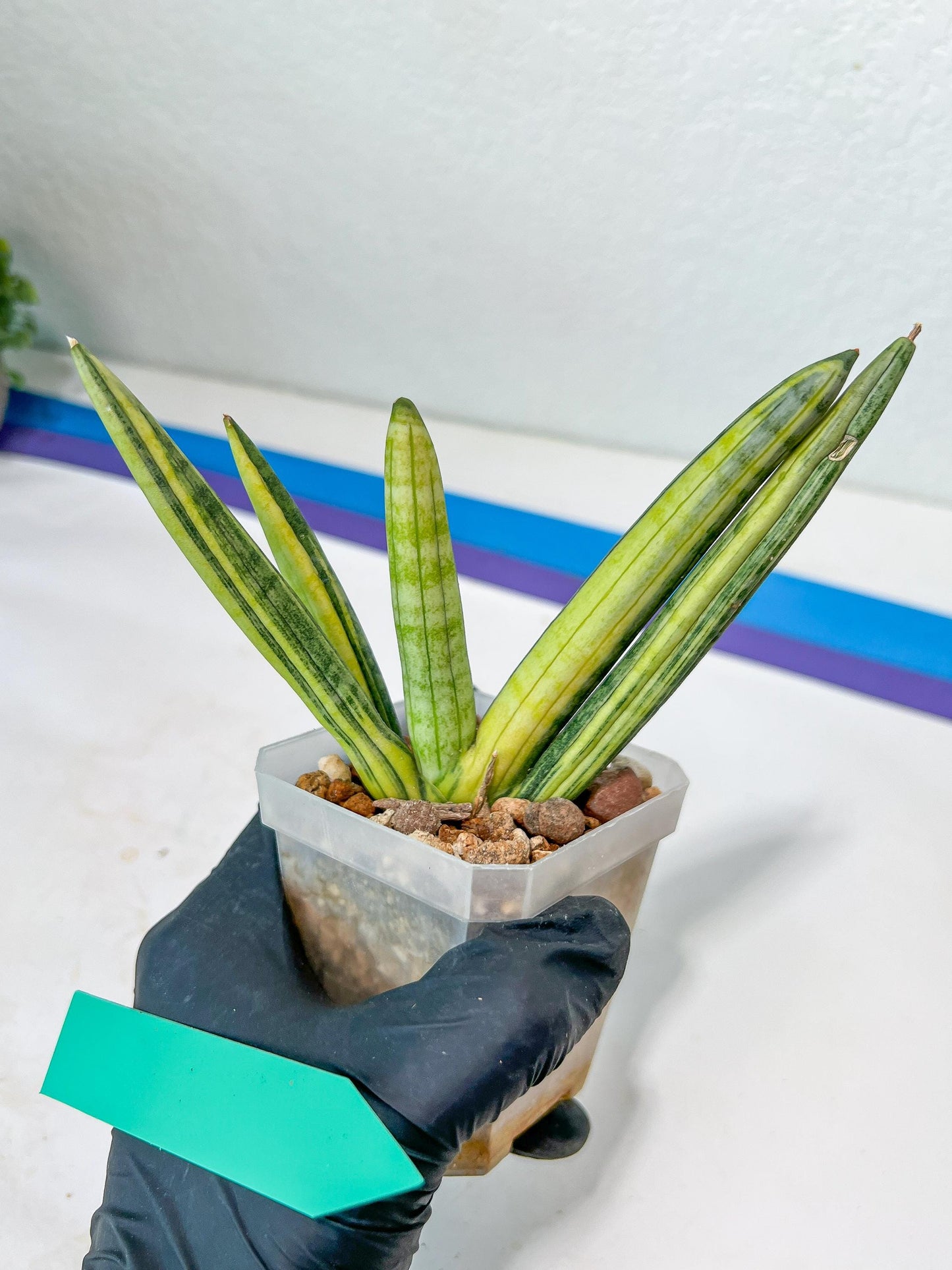 sansevieria boncel variegated (#A6) | Boncel Var
