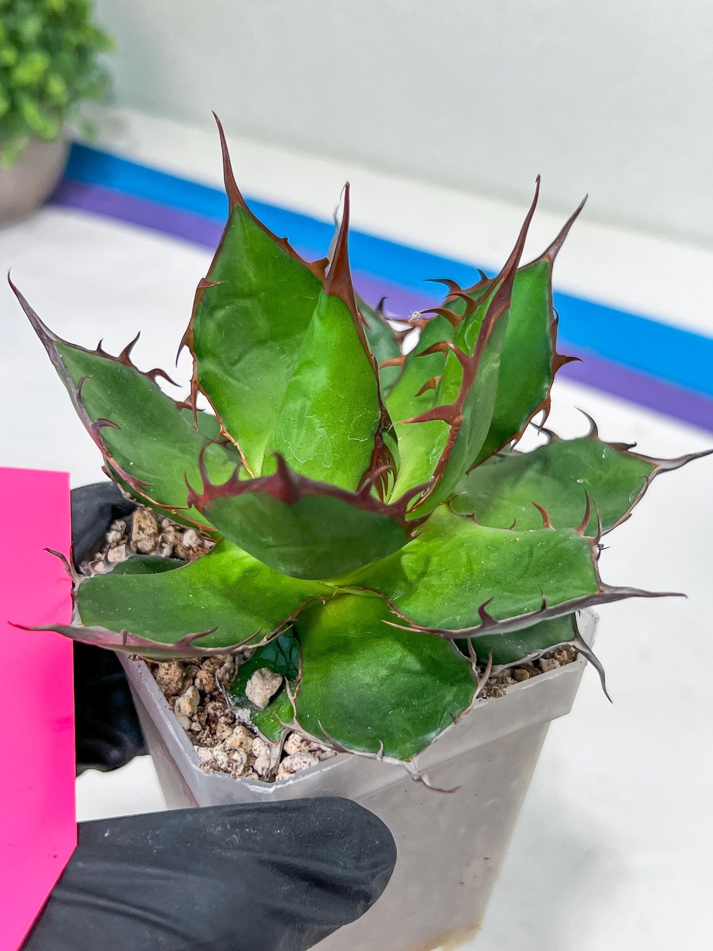 Agave Horrida | Imported Succulent | rare species