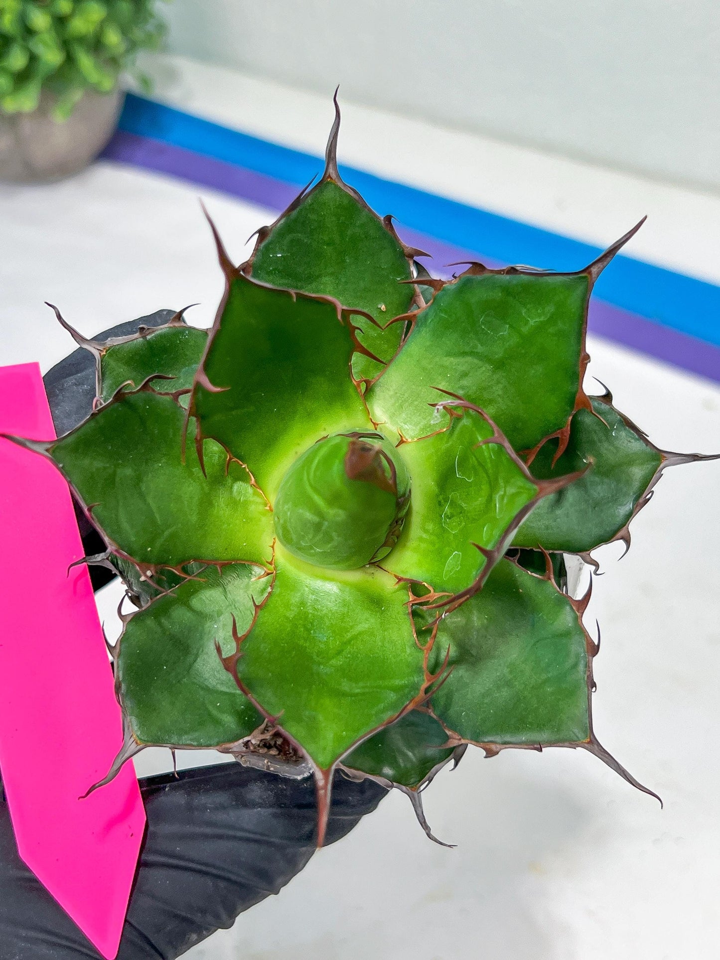 Agave Horrida | Imported Succulent | rare species
