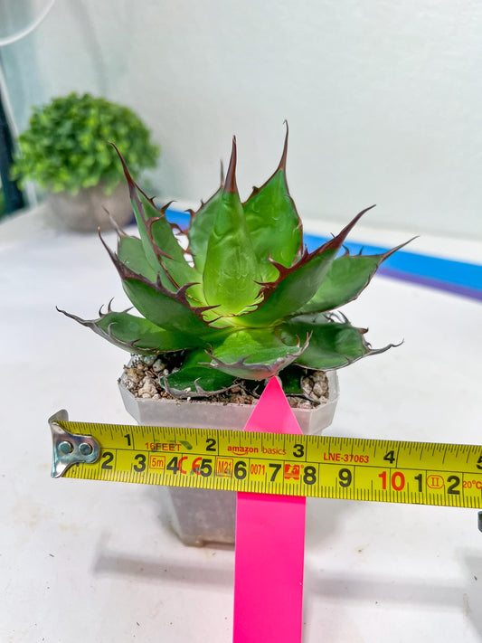 Agave Horrida | Imported Succulent | rare species