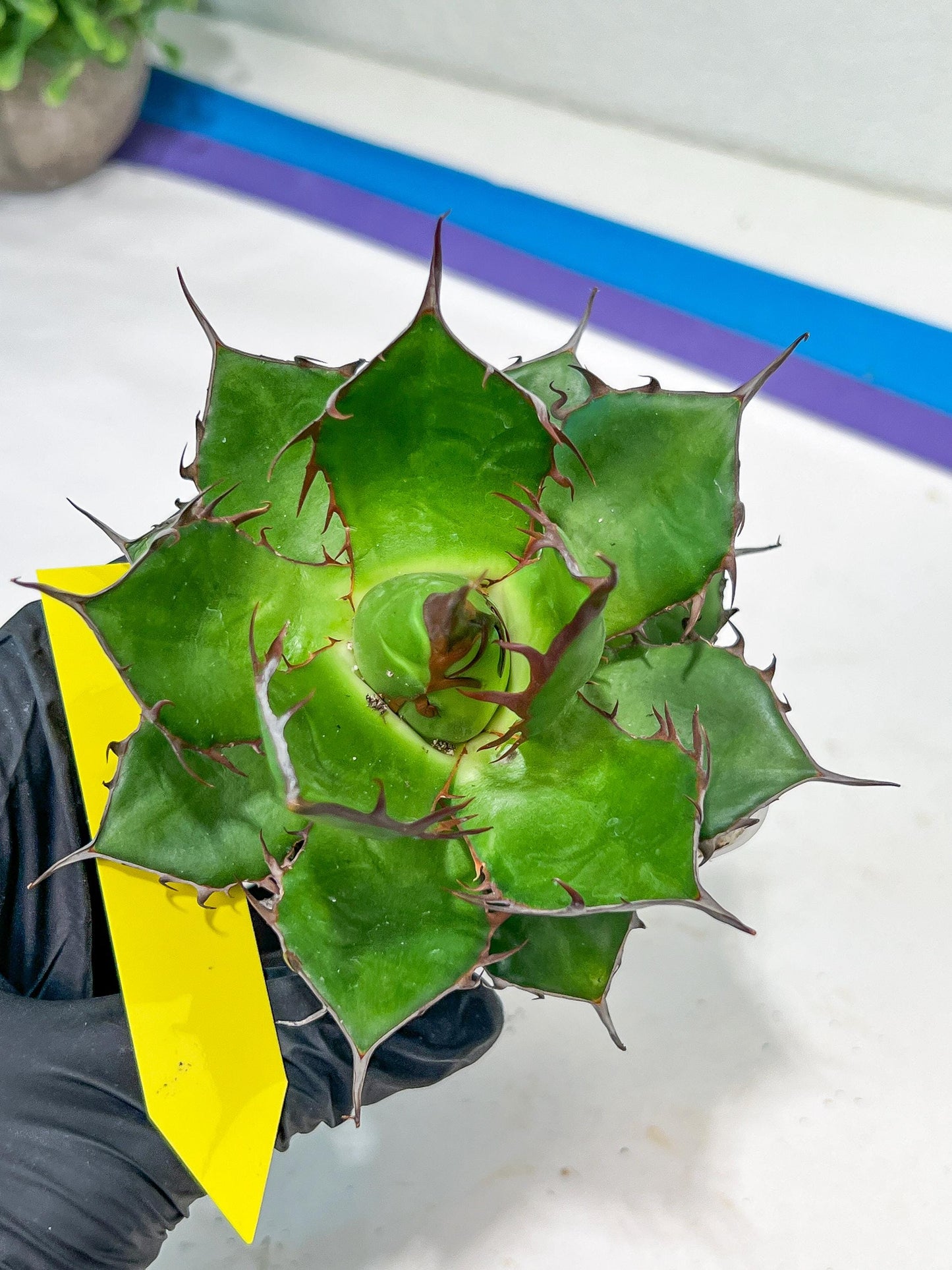 Agave Horrida | Imported Succulent | rare species