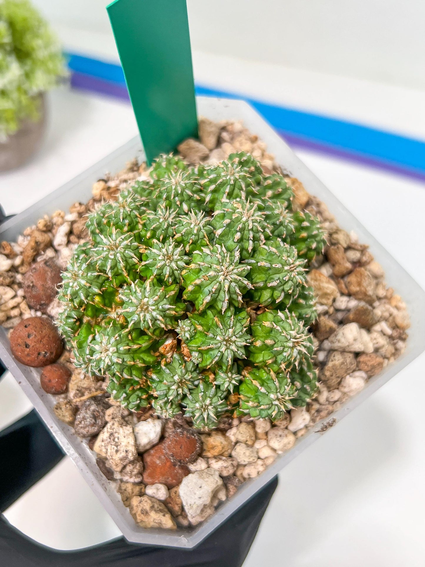 Sepulta Cluster Cactus | Madagascar | Imported Plants