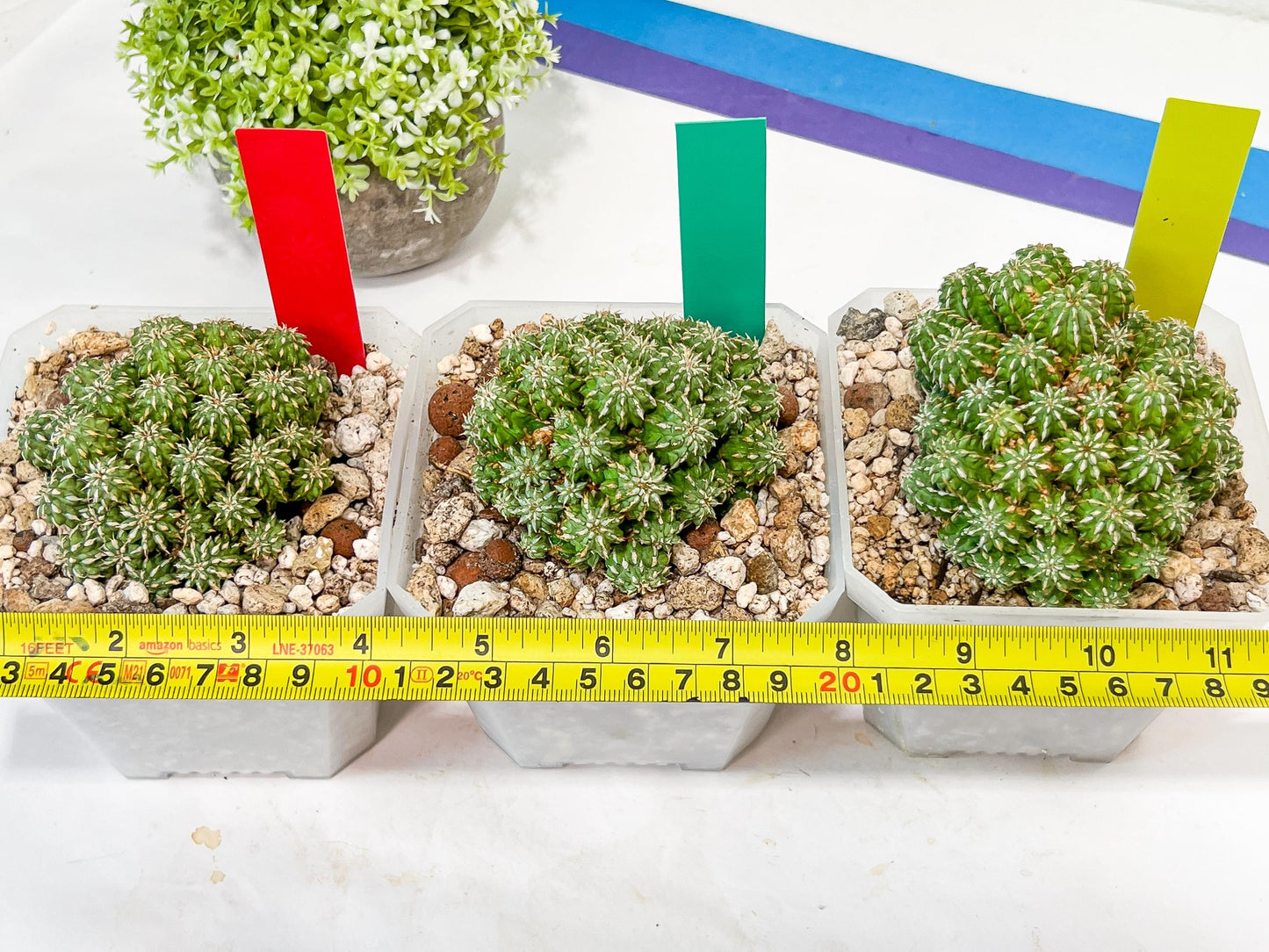 Sepulta Cluster Cactus | Madagascar | Imported Plants