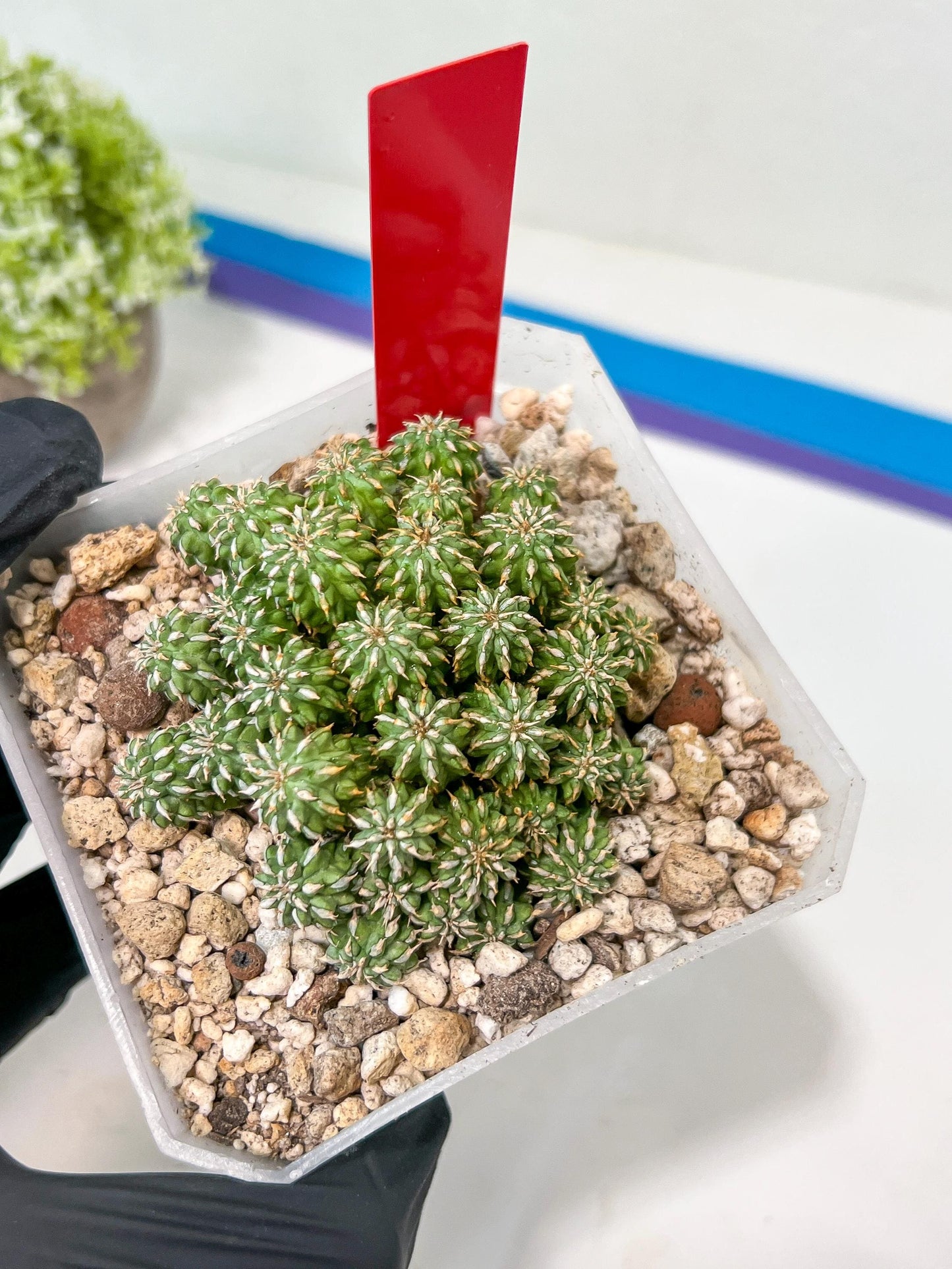 Sepulta Cluster Cactus | Madagascar | Imported Plants