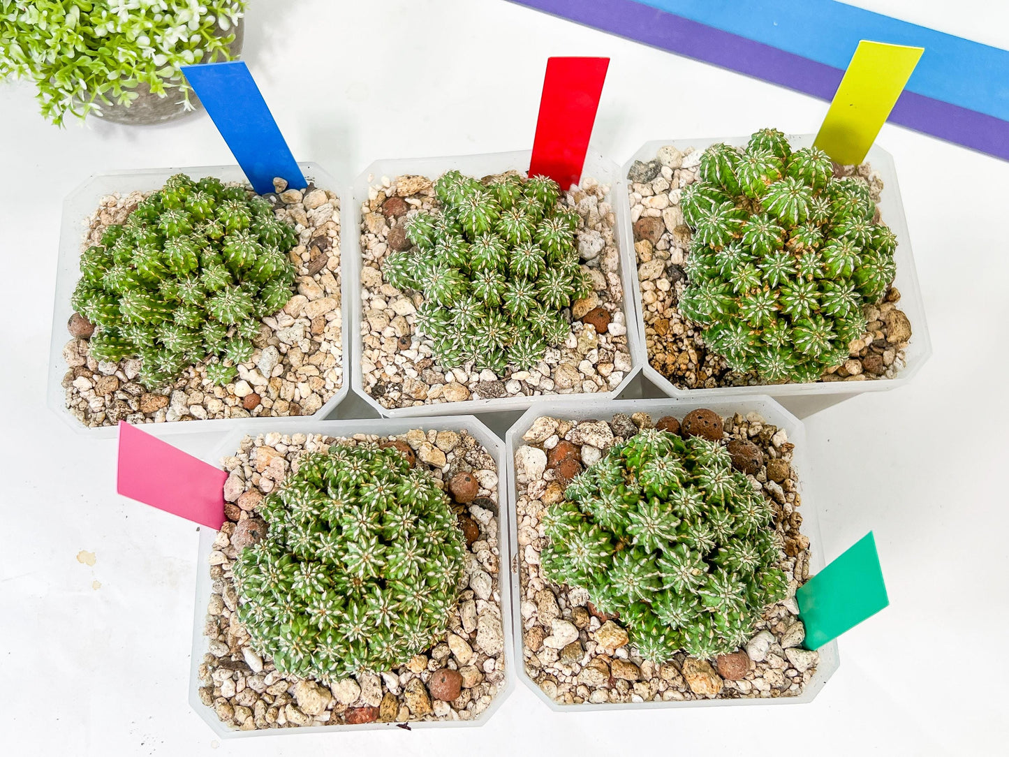 Sepulta Cluster Cactus | Madagascar | Imported Plants