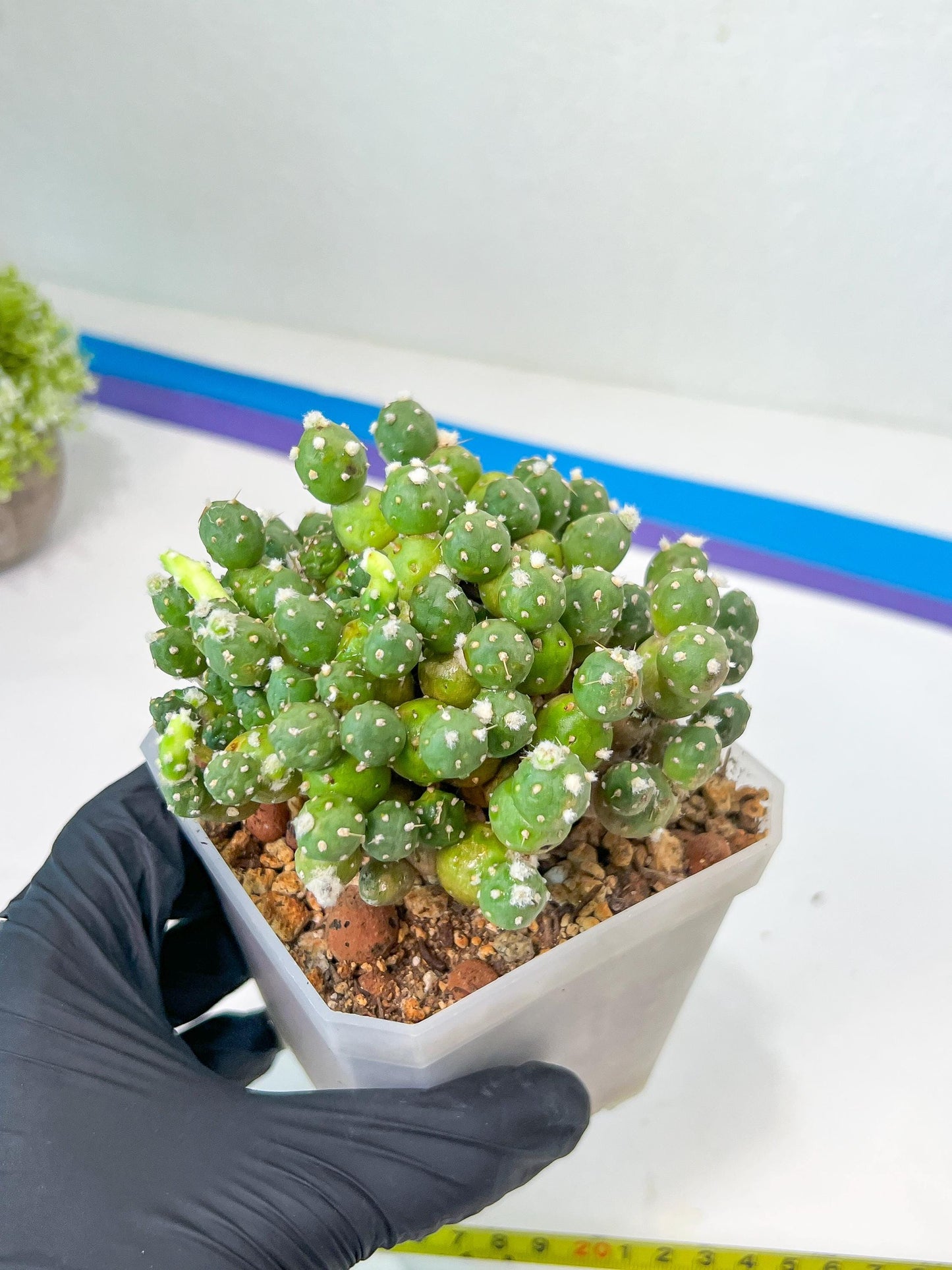 Tephrocactus Rossianus | Drought-Tolerant