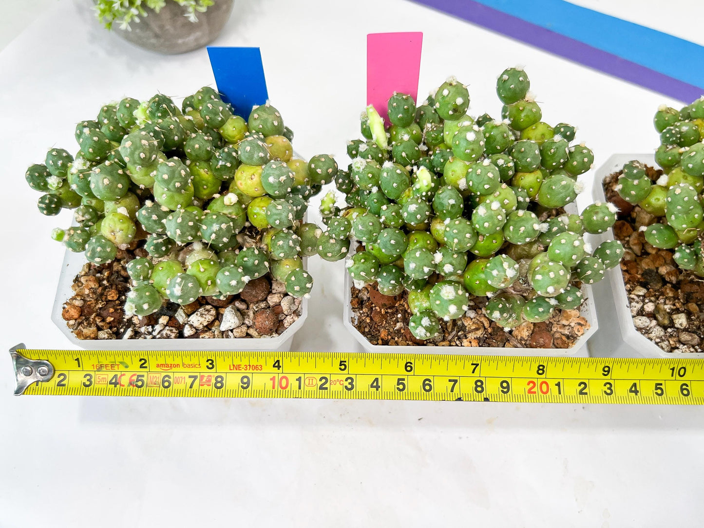 Tephrocactus Rossianus | Drought-Tolerant